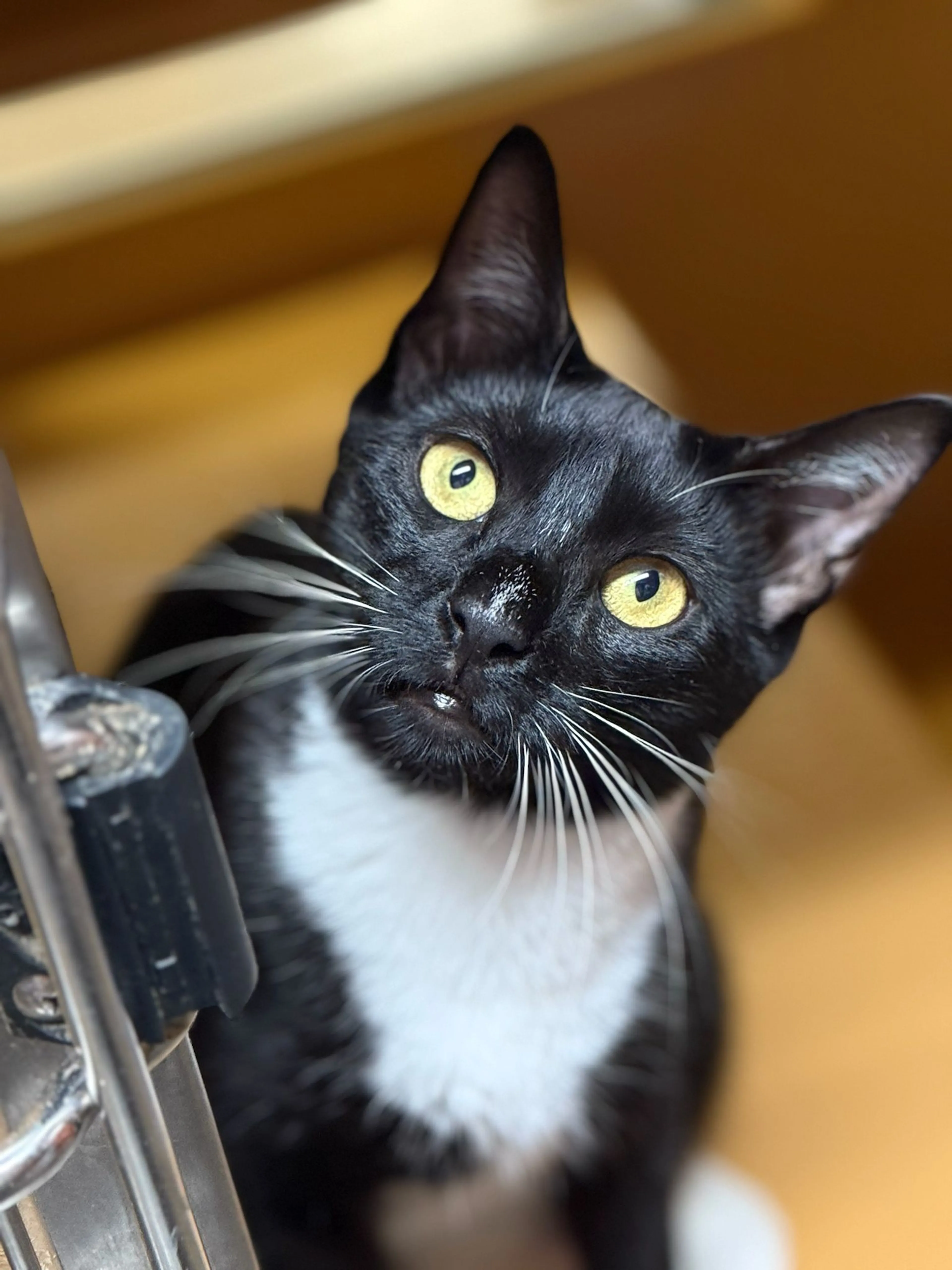 Found pet-2