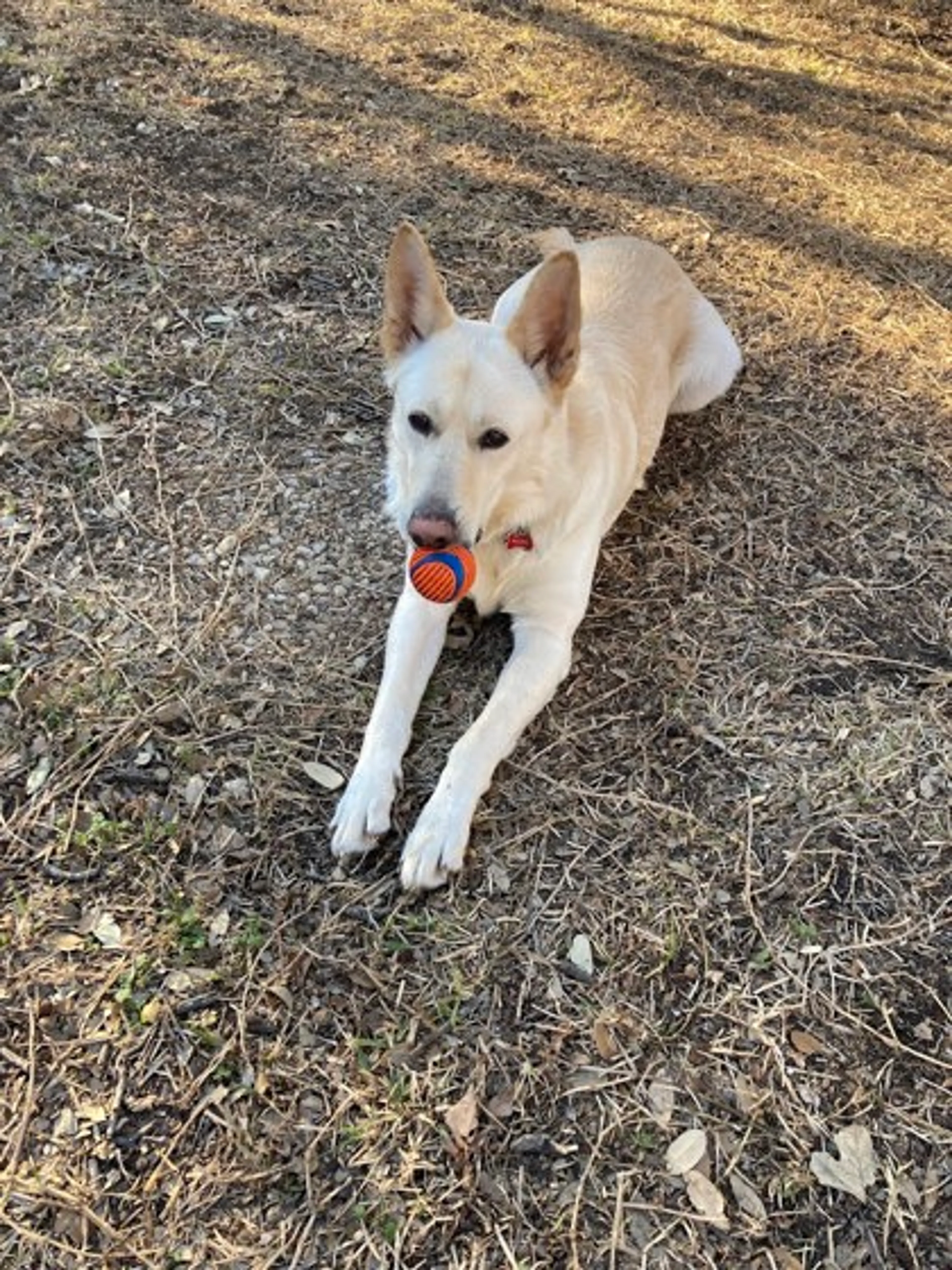 Found pet-2