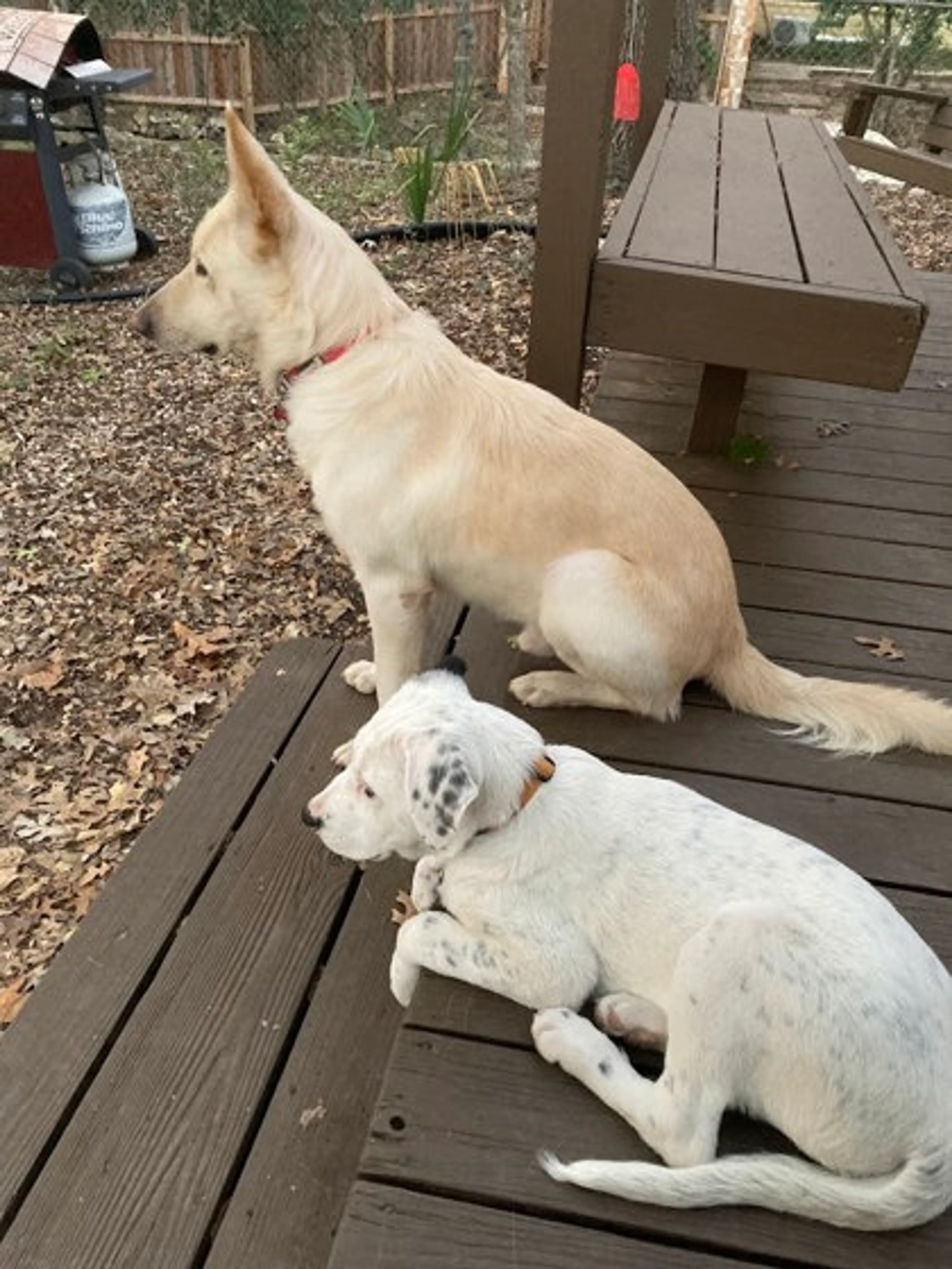 Found pet-1