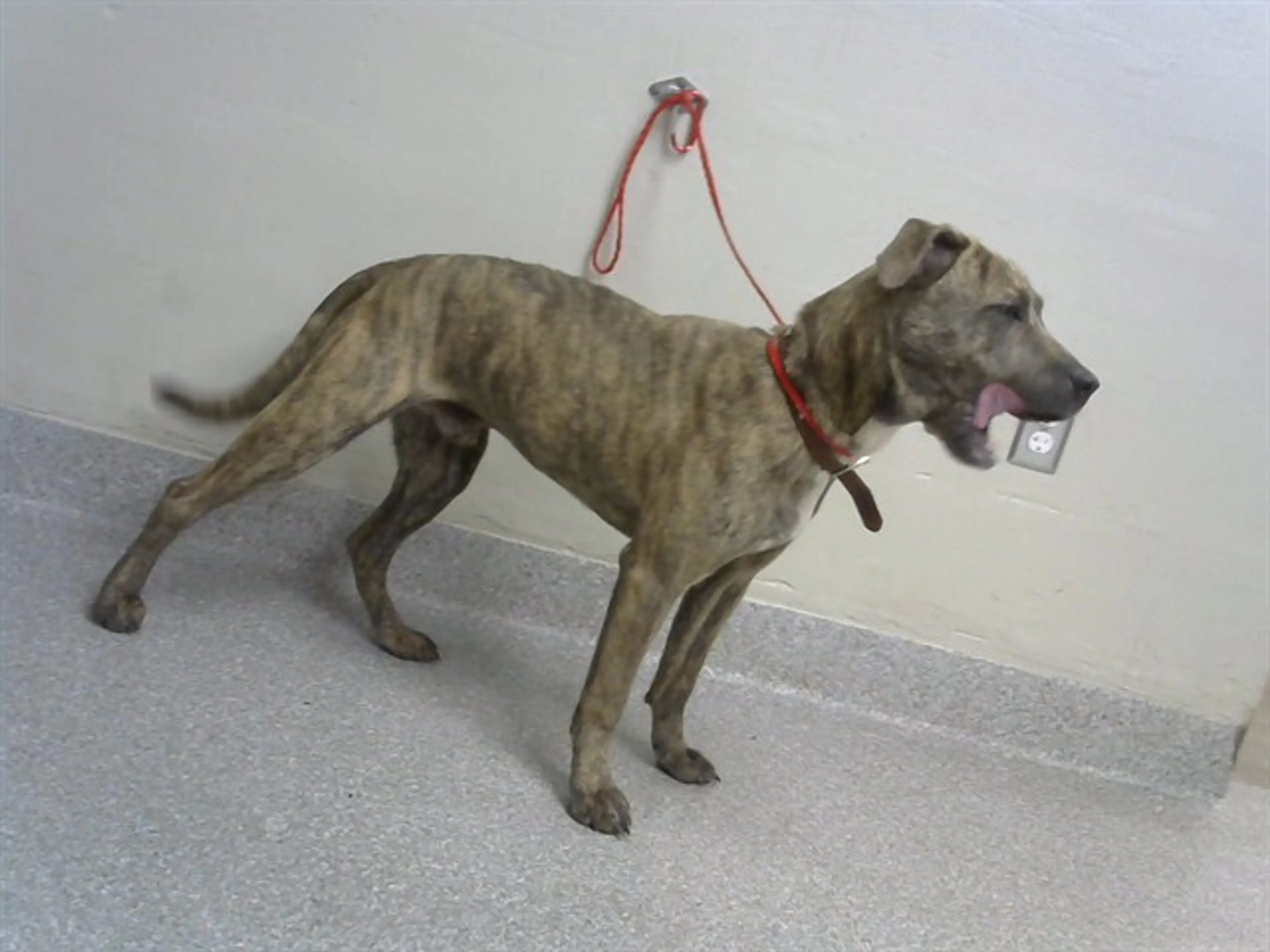 Found pet