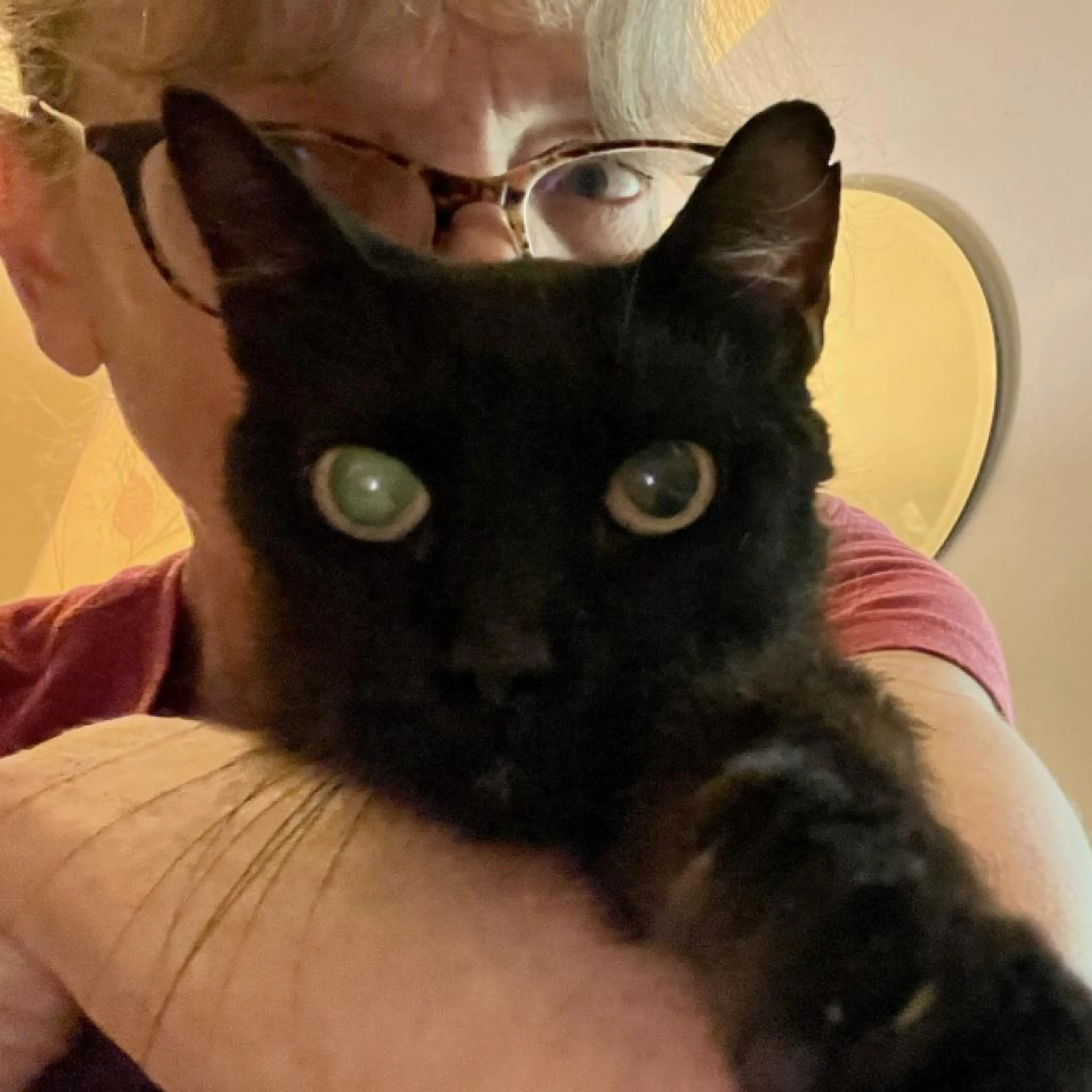 Found pet-1