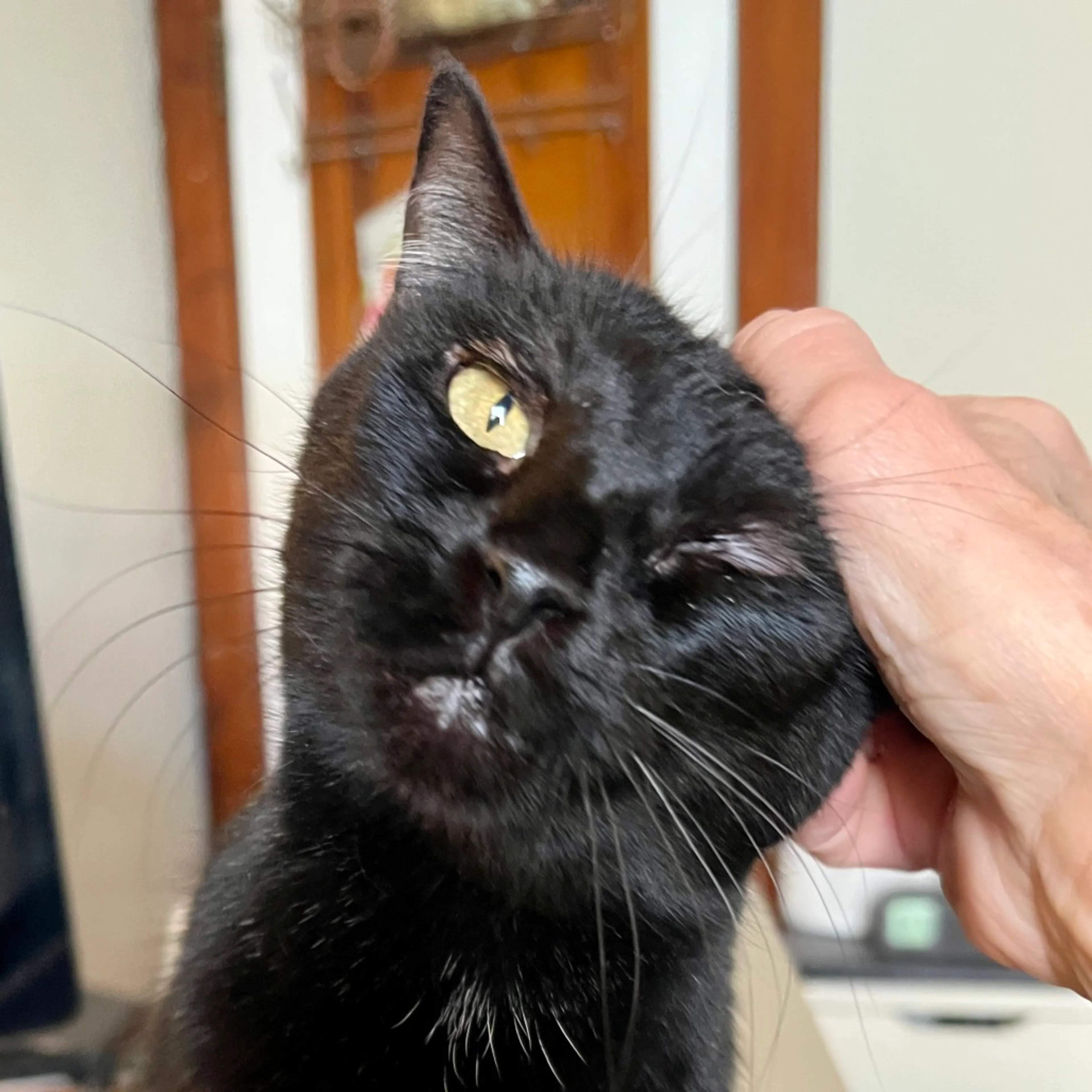 Found pet-6