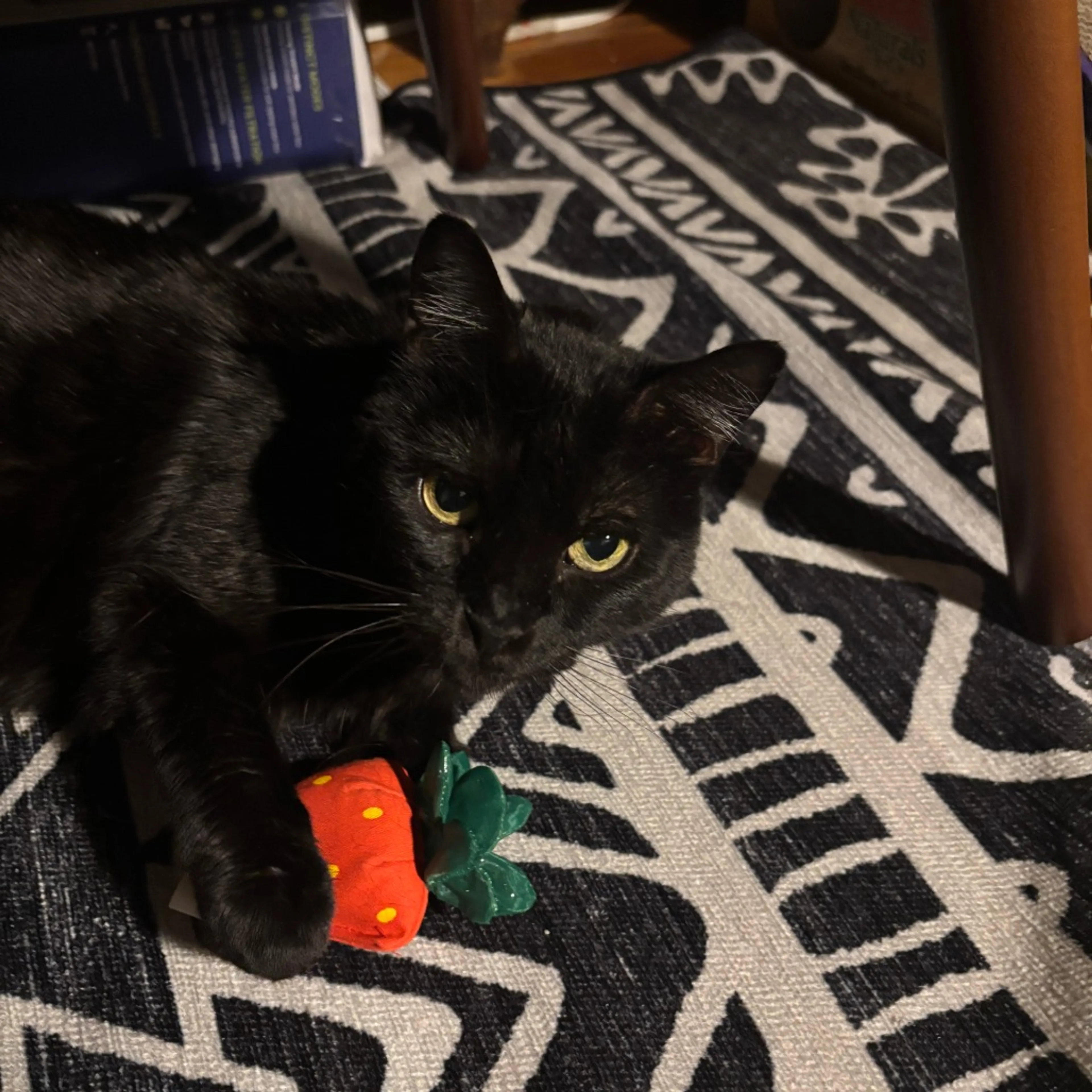 Found pet-12