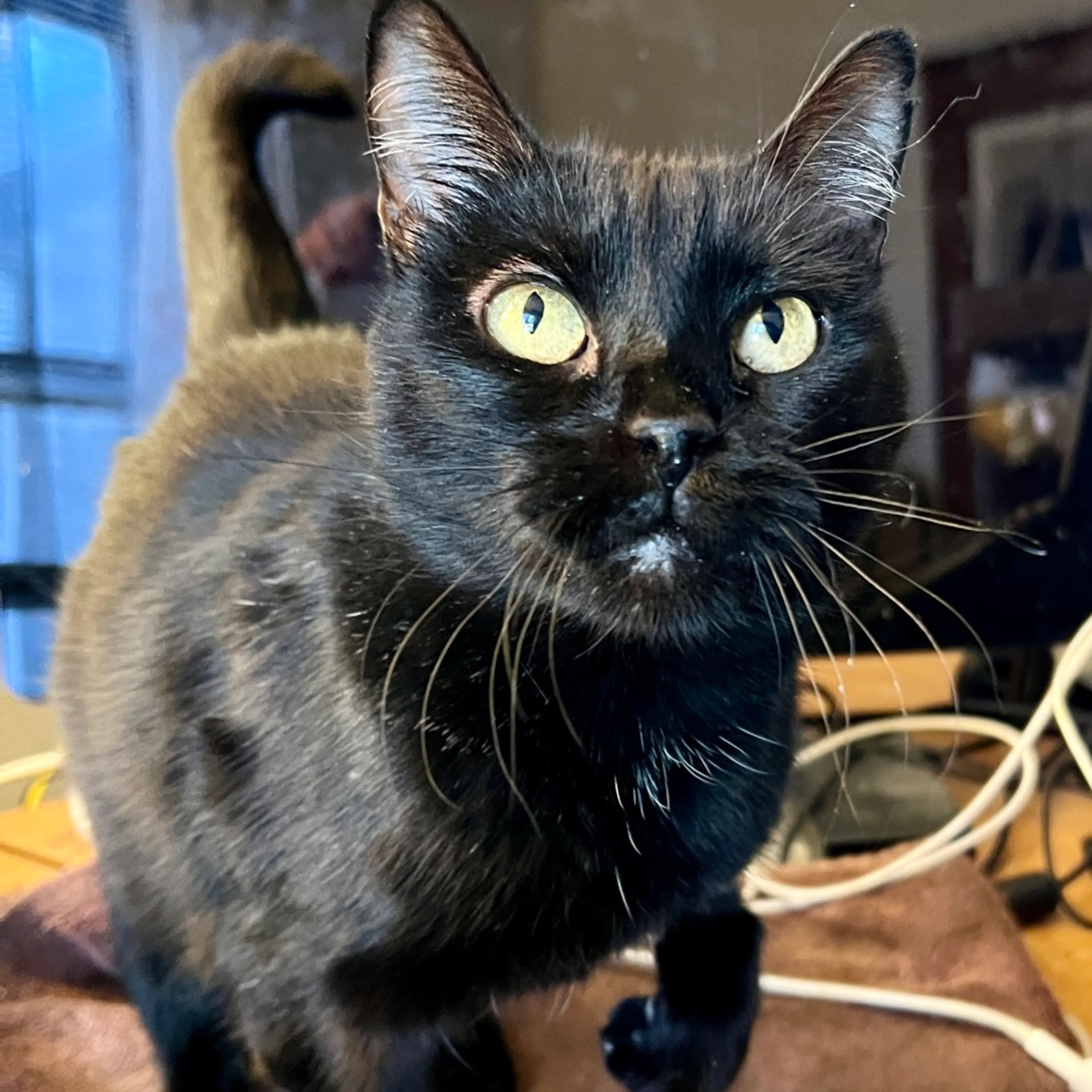 Found pet-5