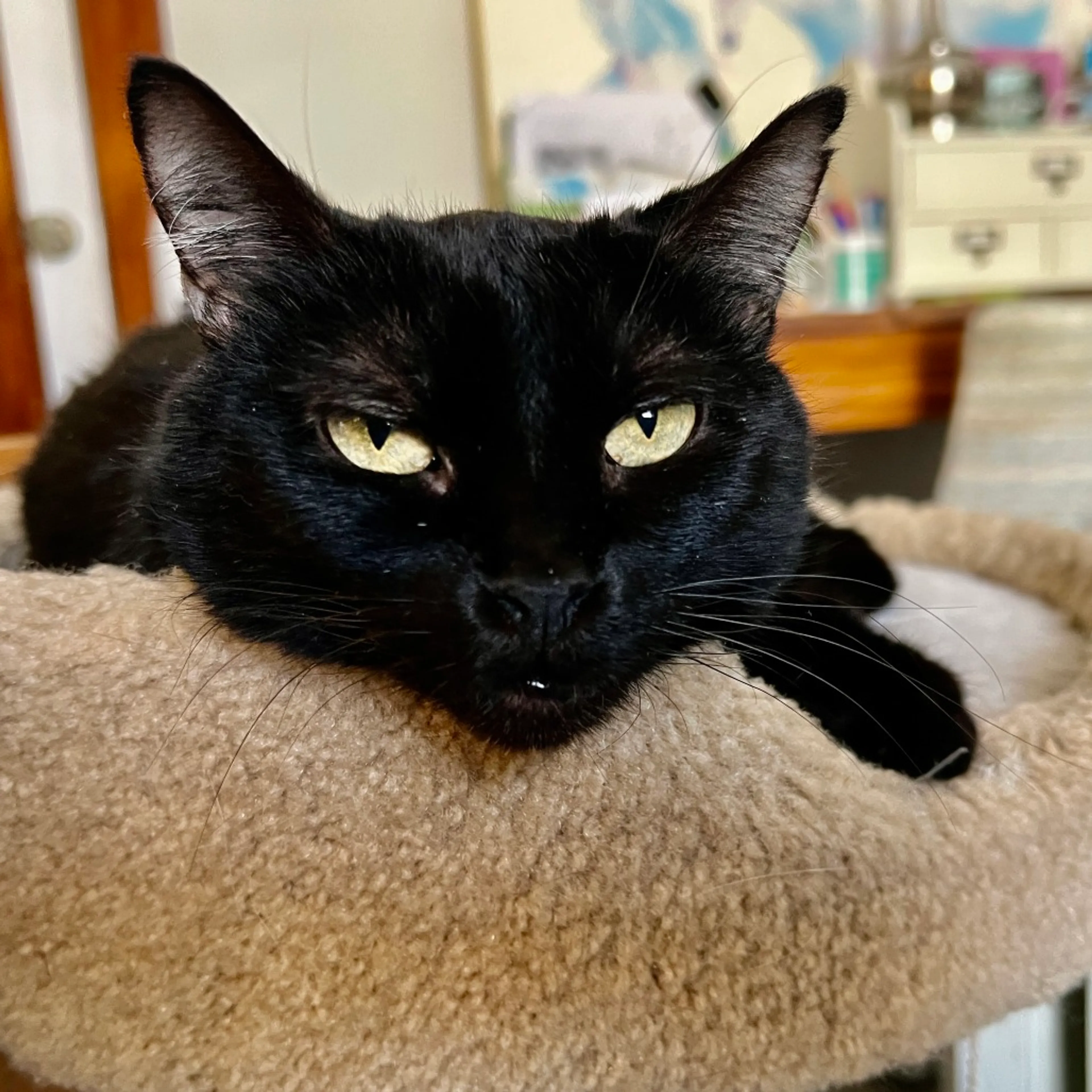 Found pet-3