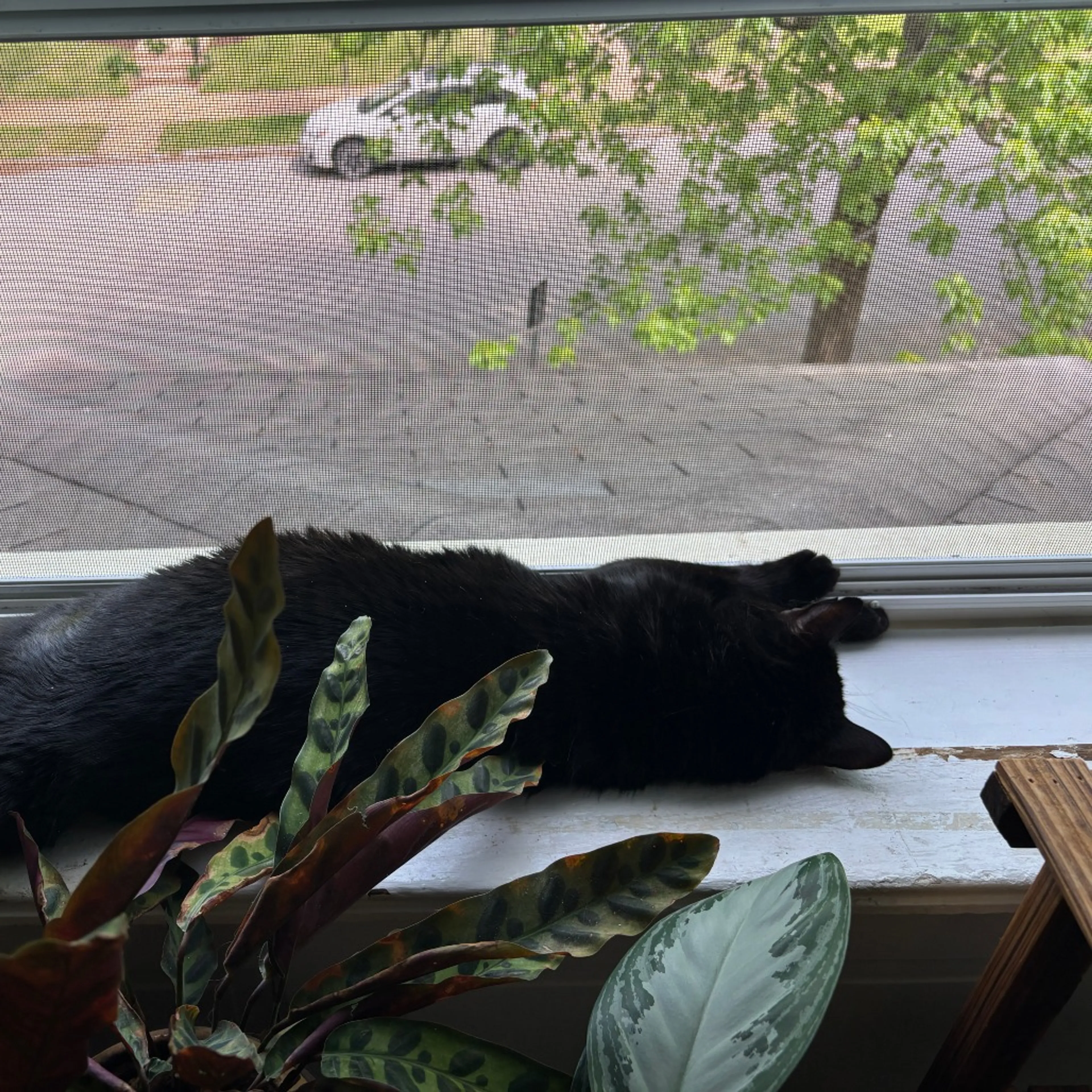 Found pet-11