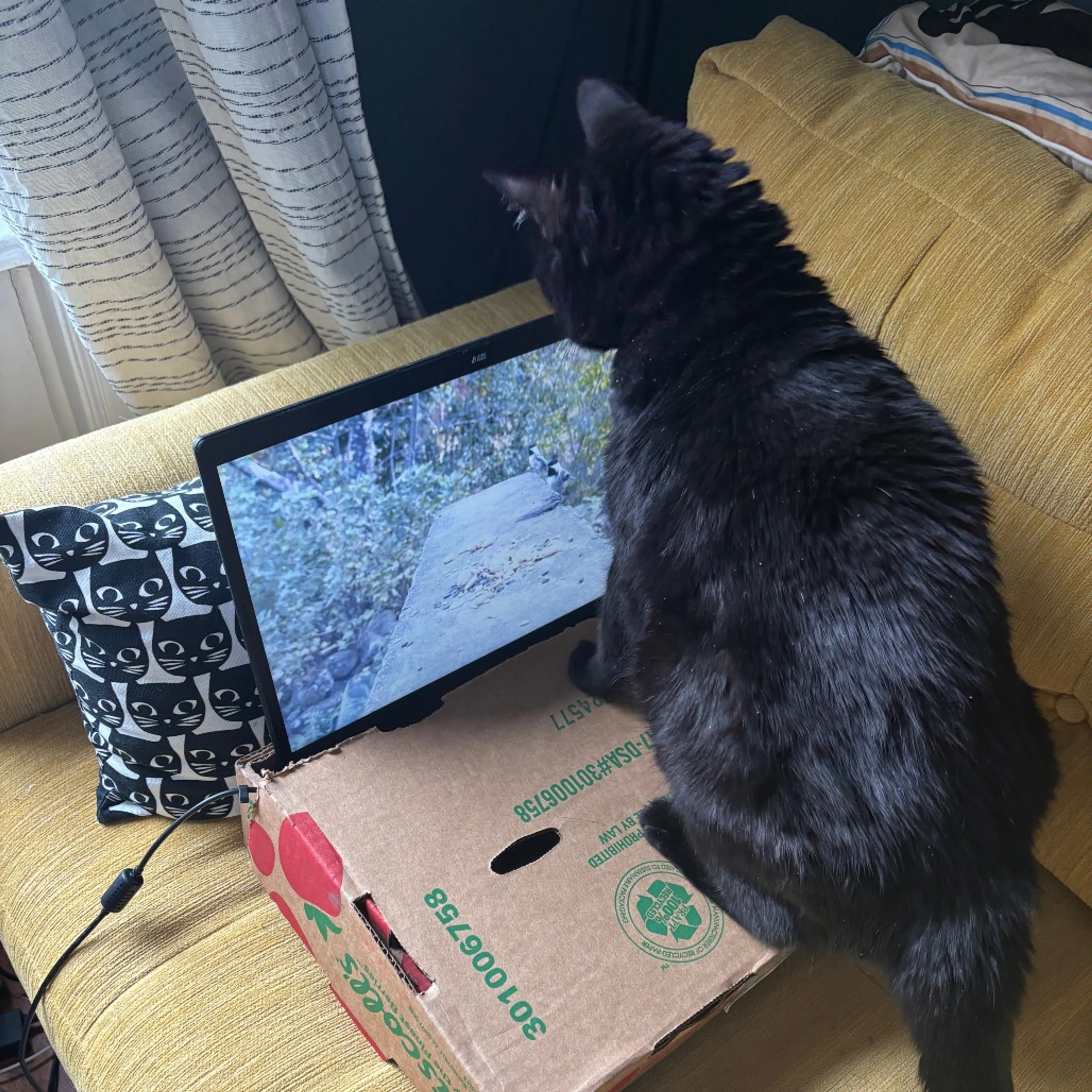 Found pet-9