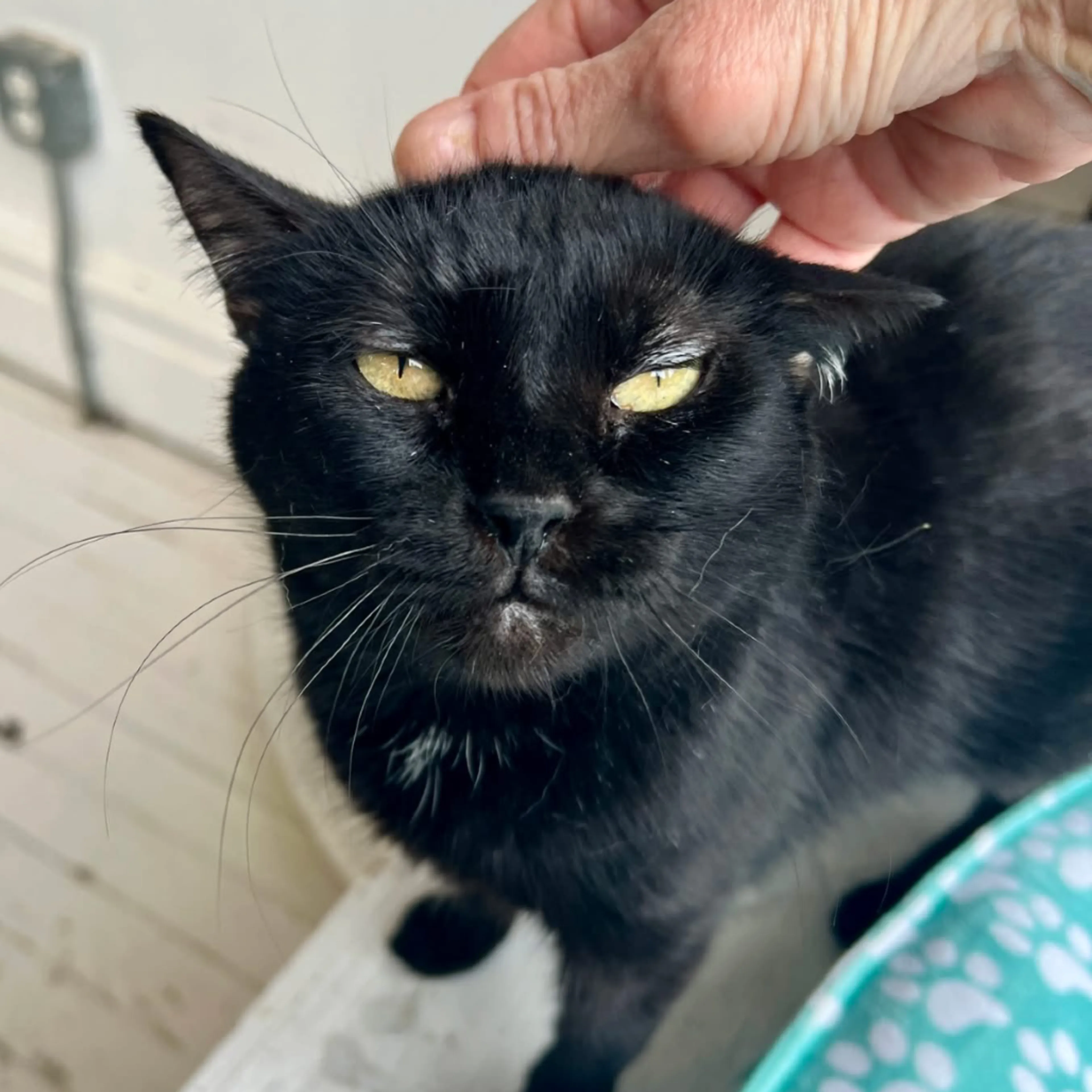 Found pet-7