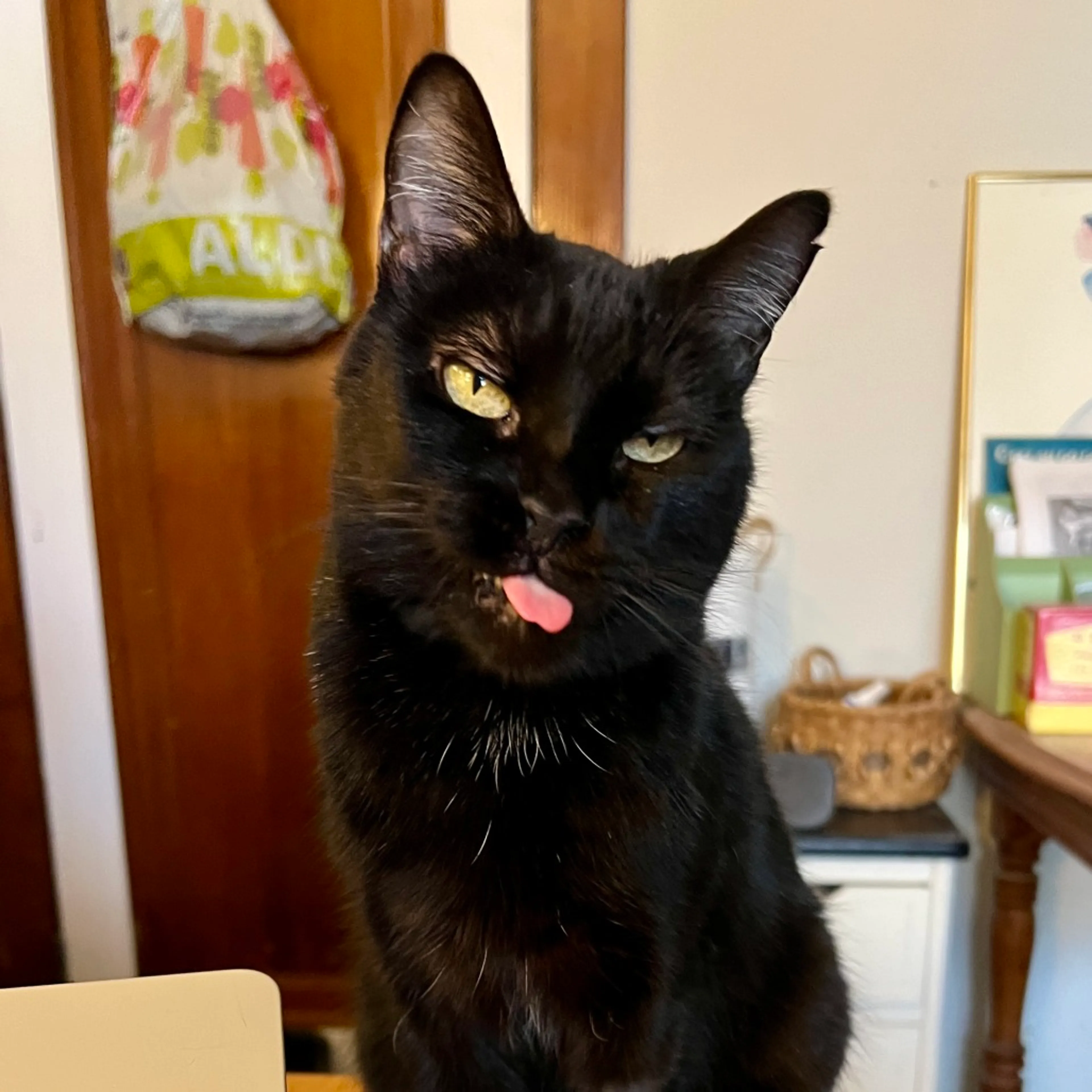 Found pet-2