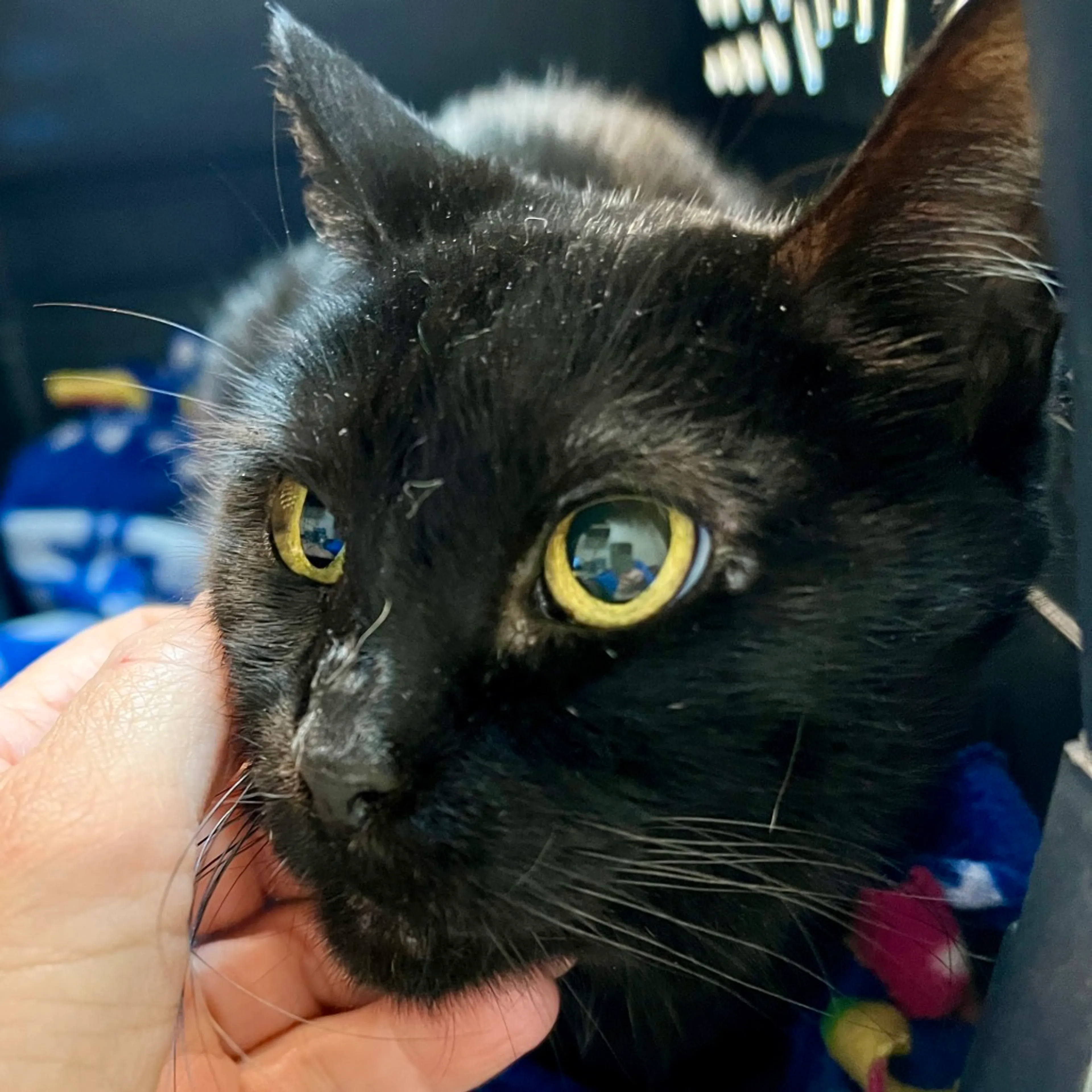 Found pet-4