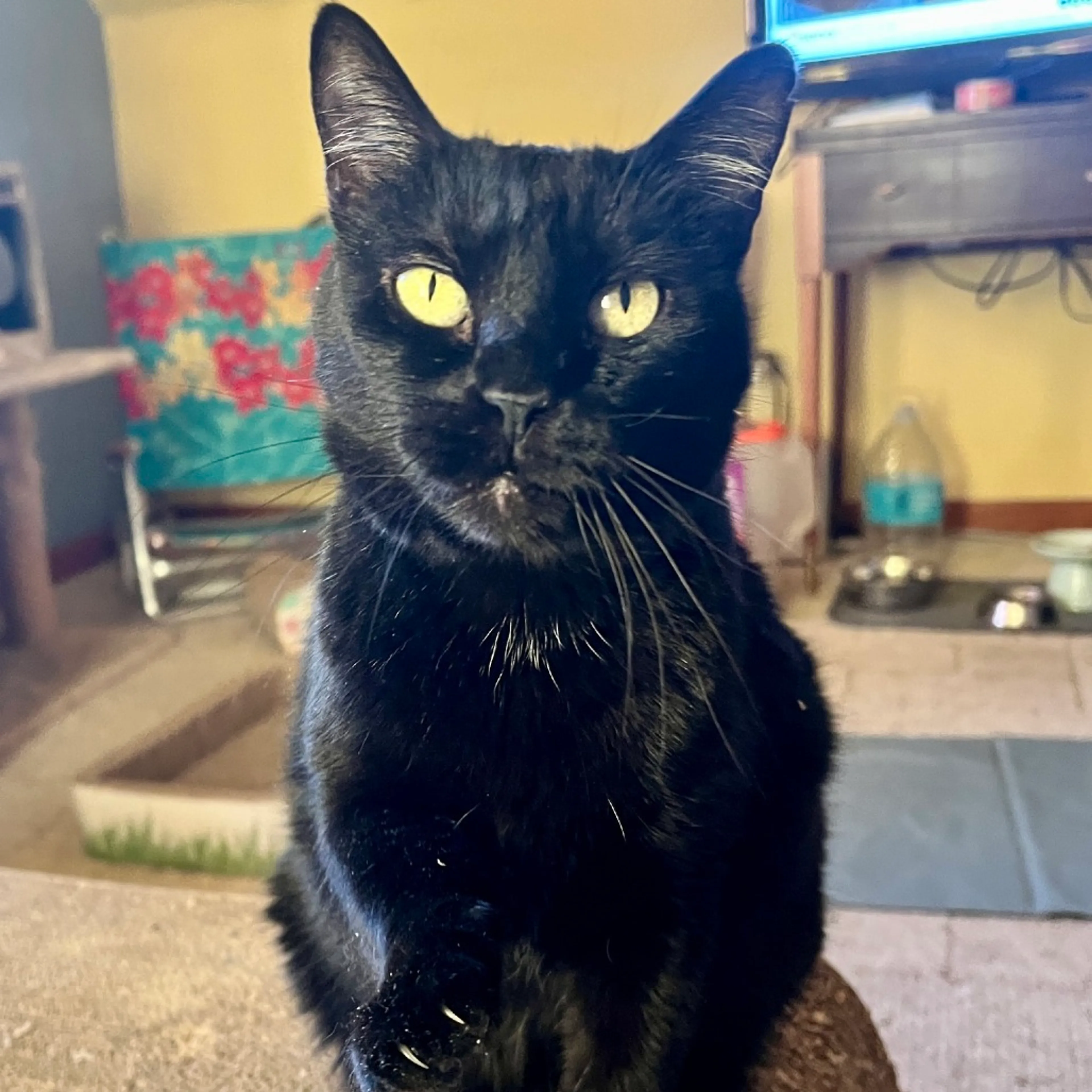 Found pet-0