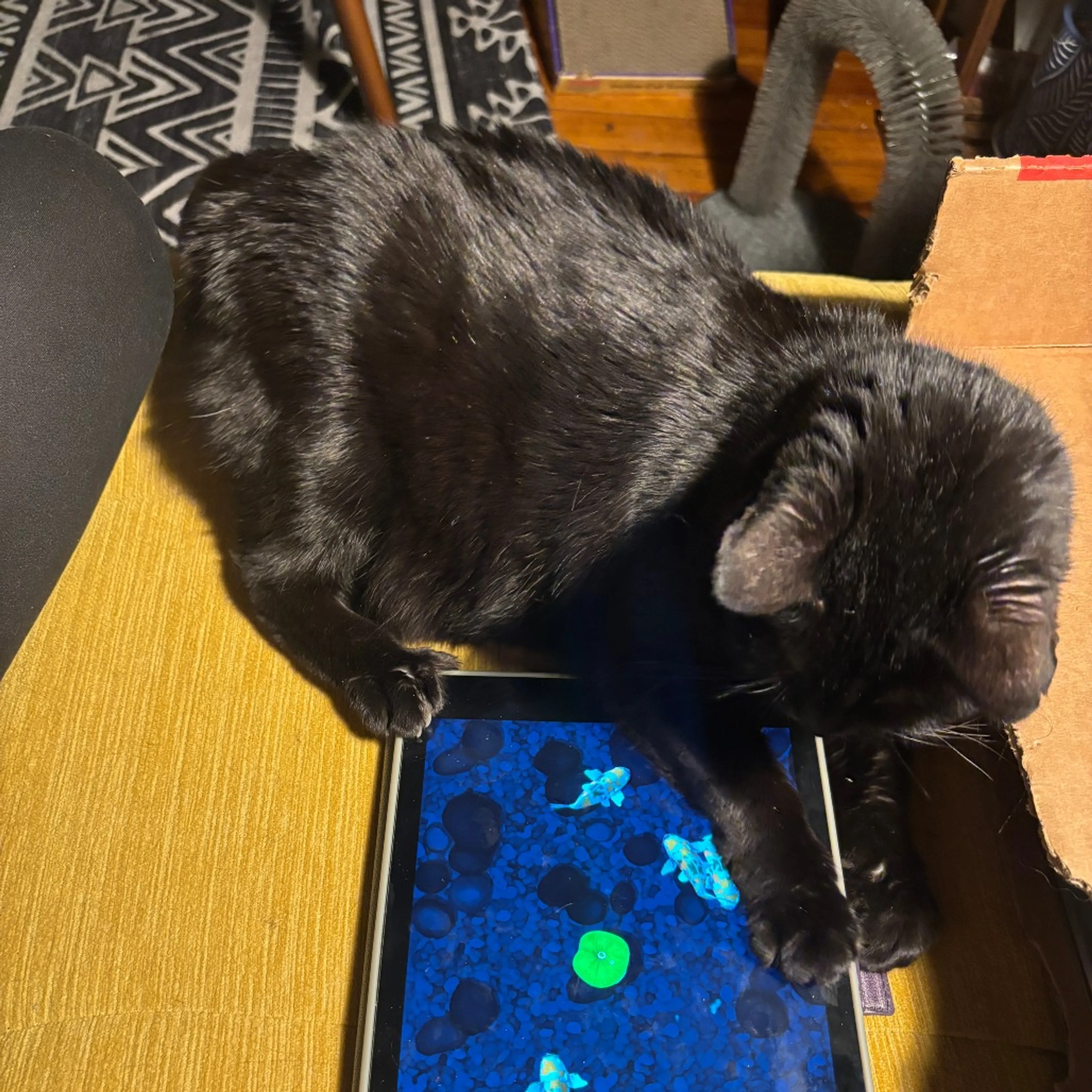 Found pet-10