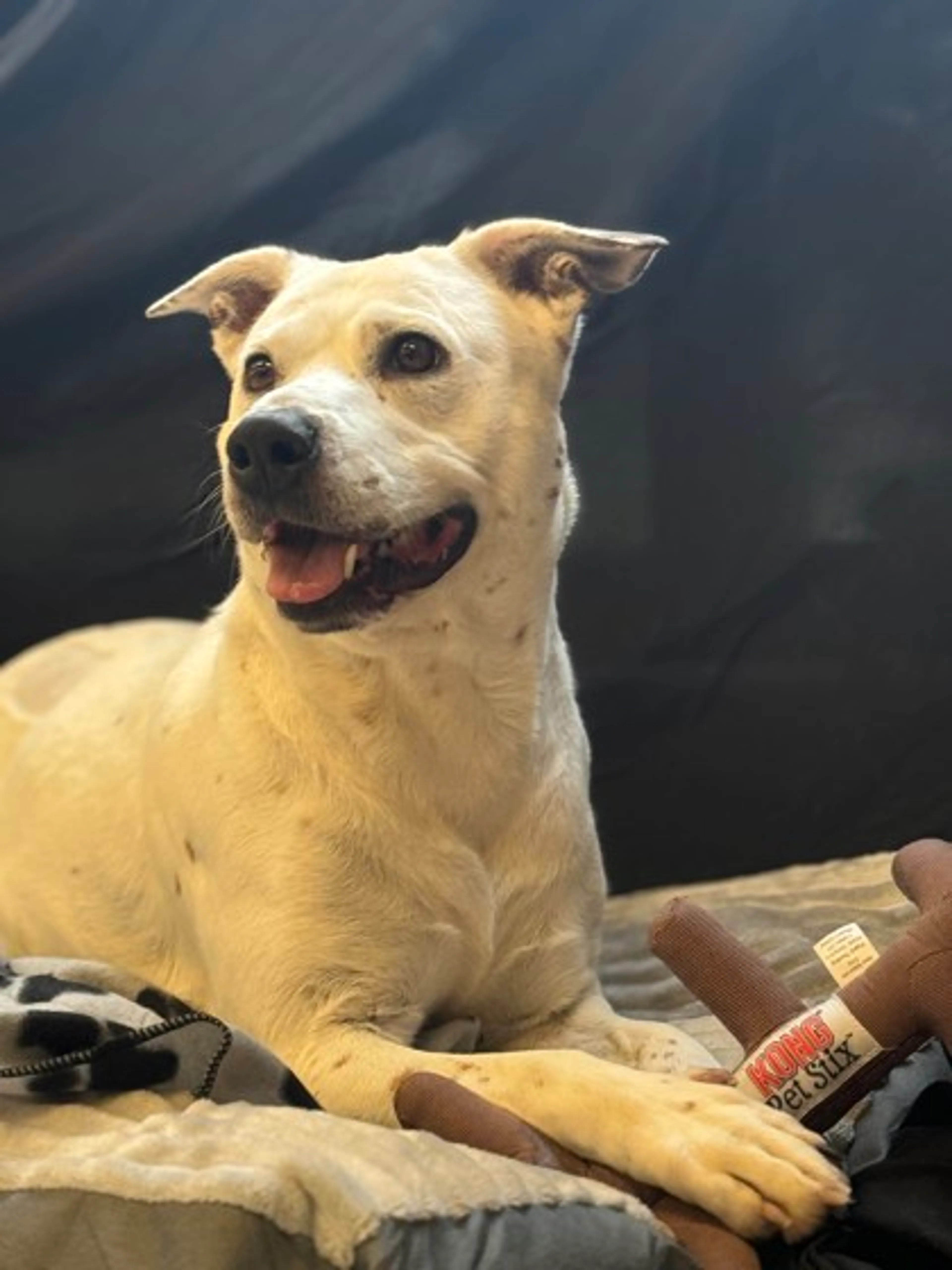 Found pet-1