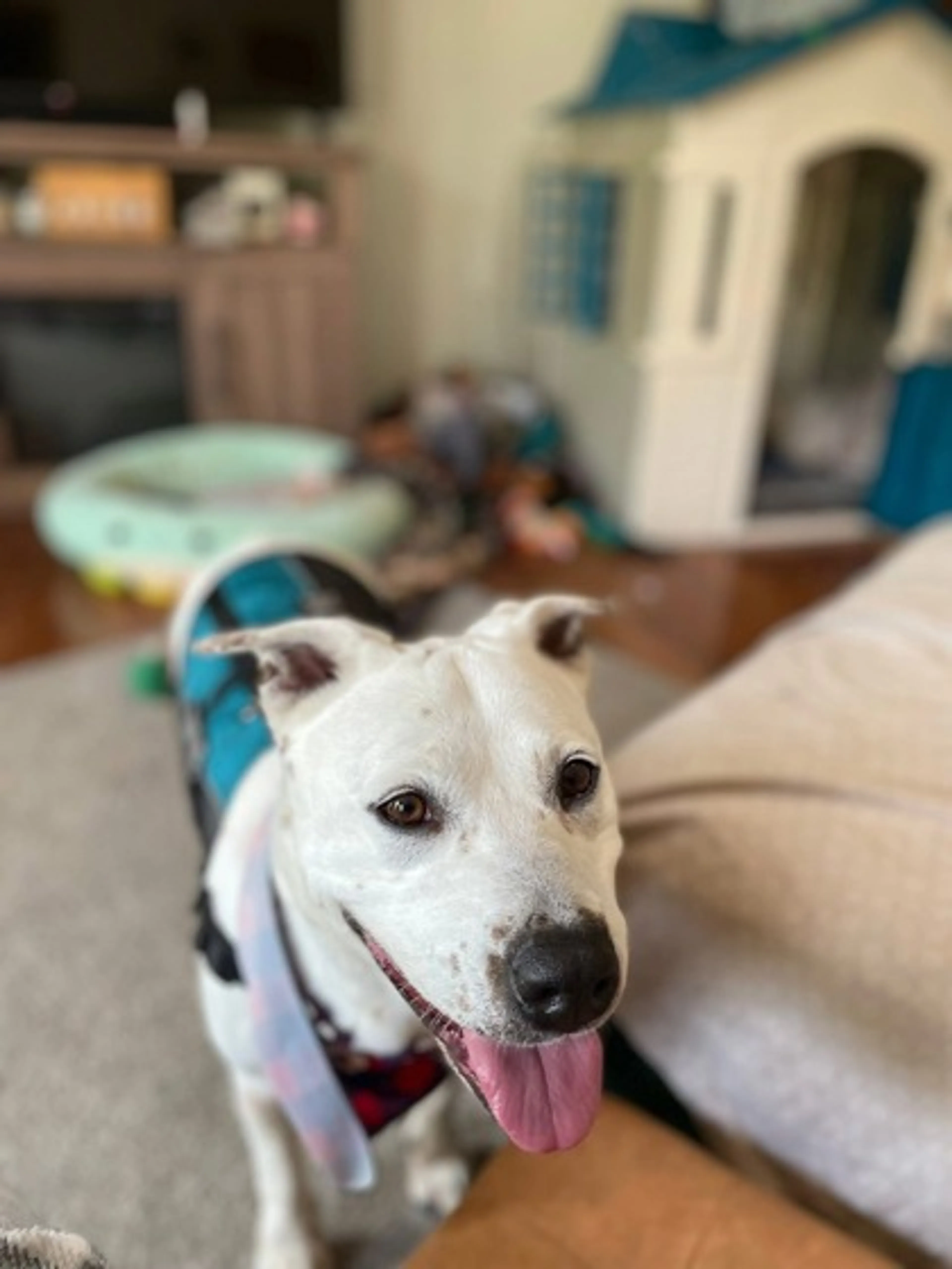 Found pet-2