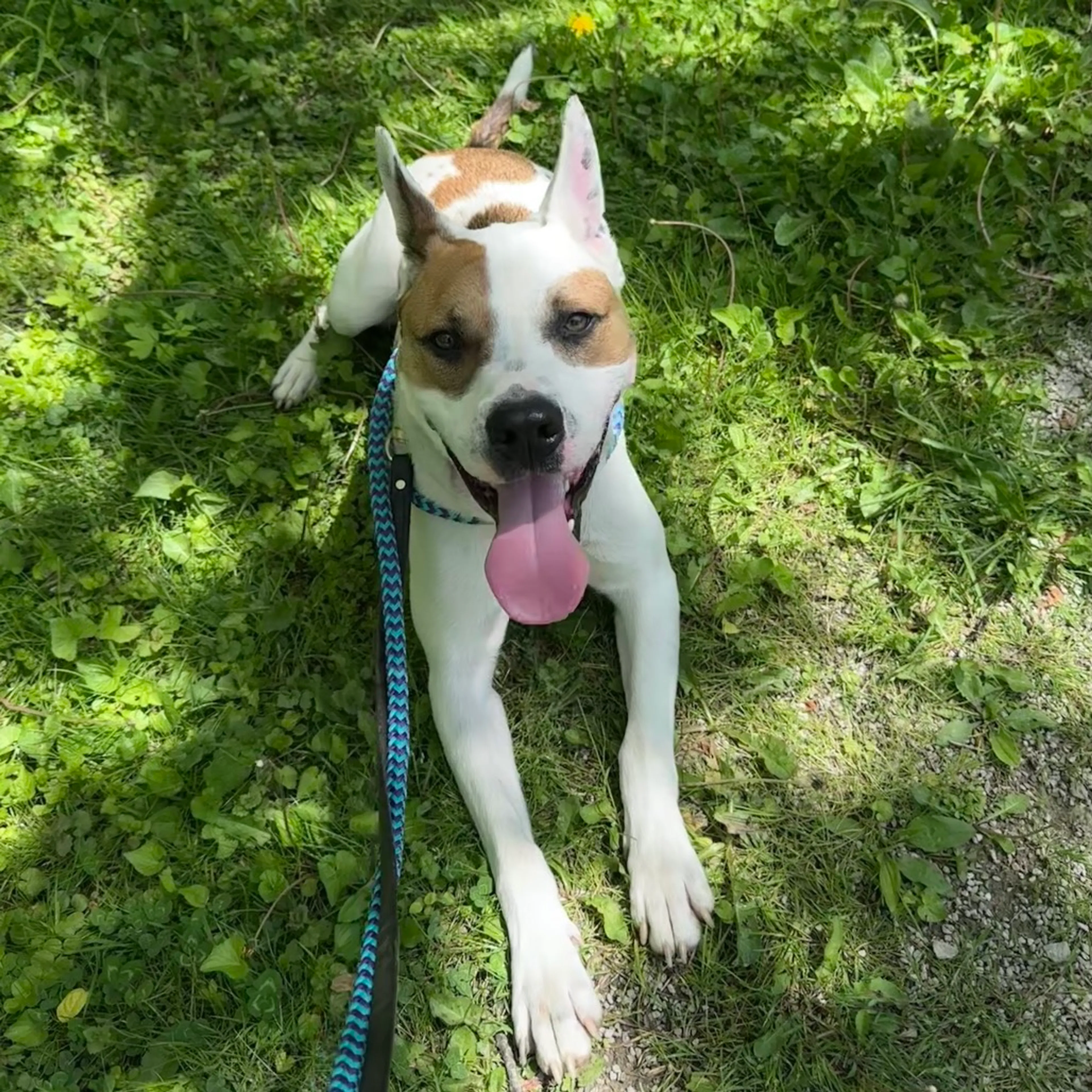 Found pet-65