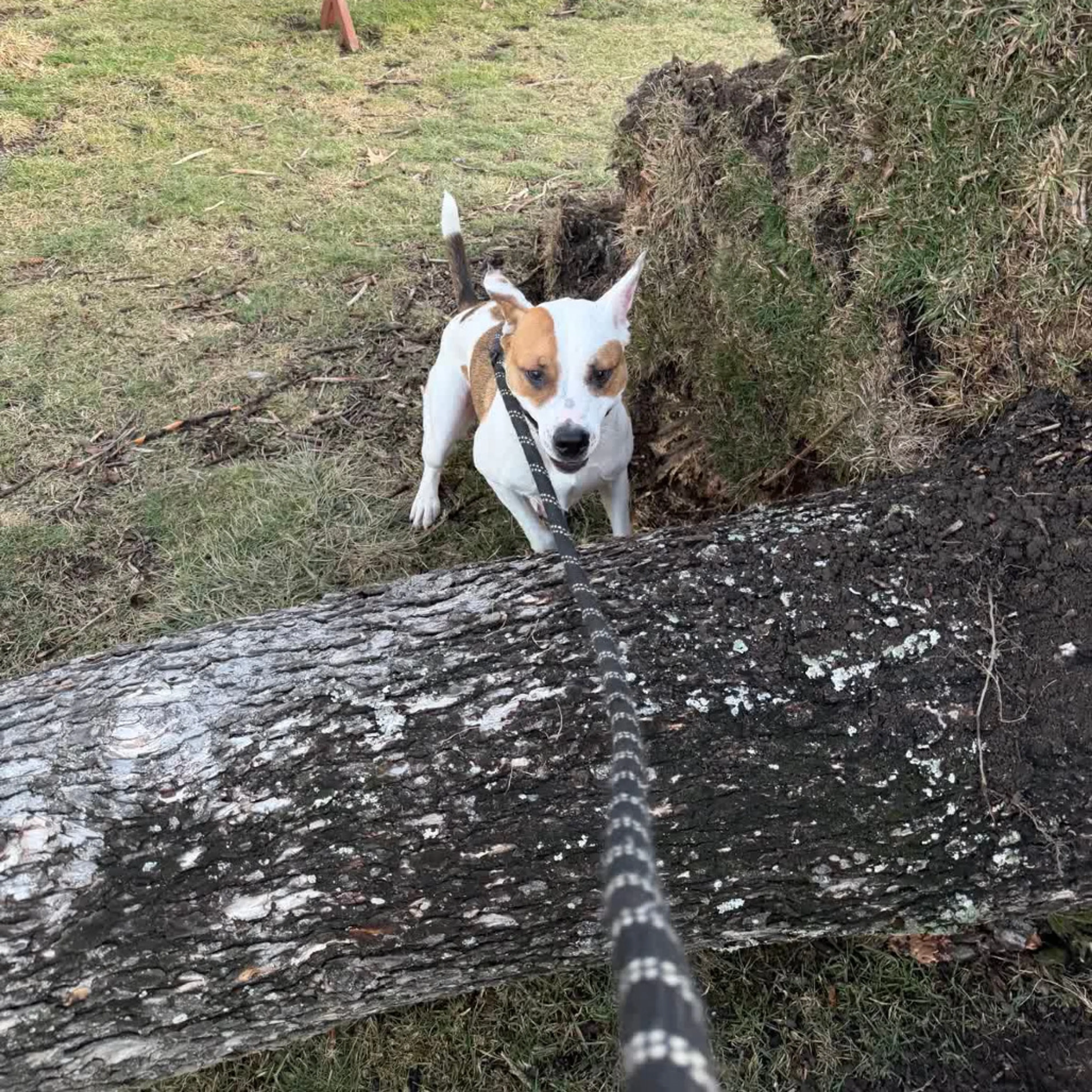 Found pet-27