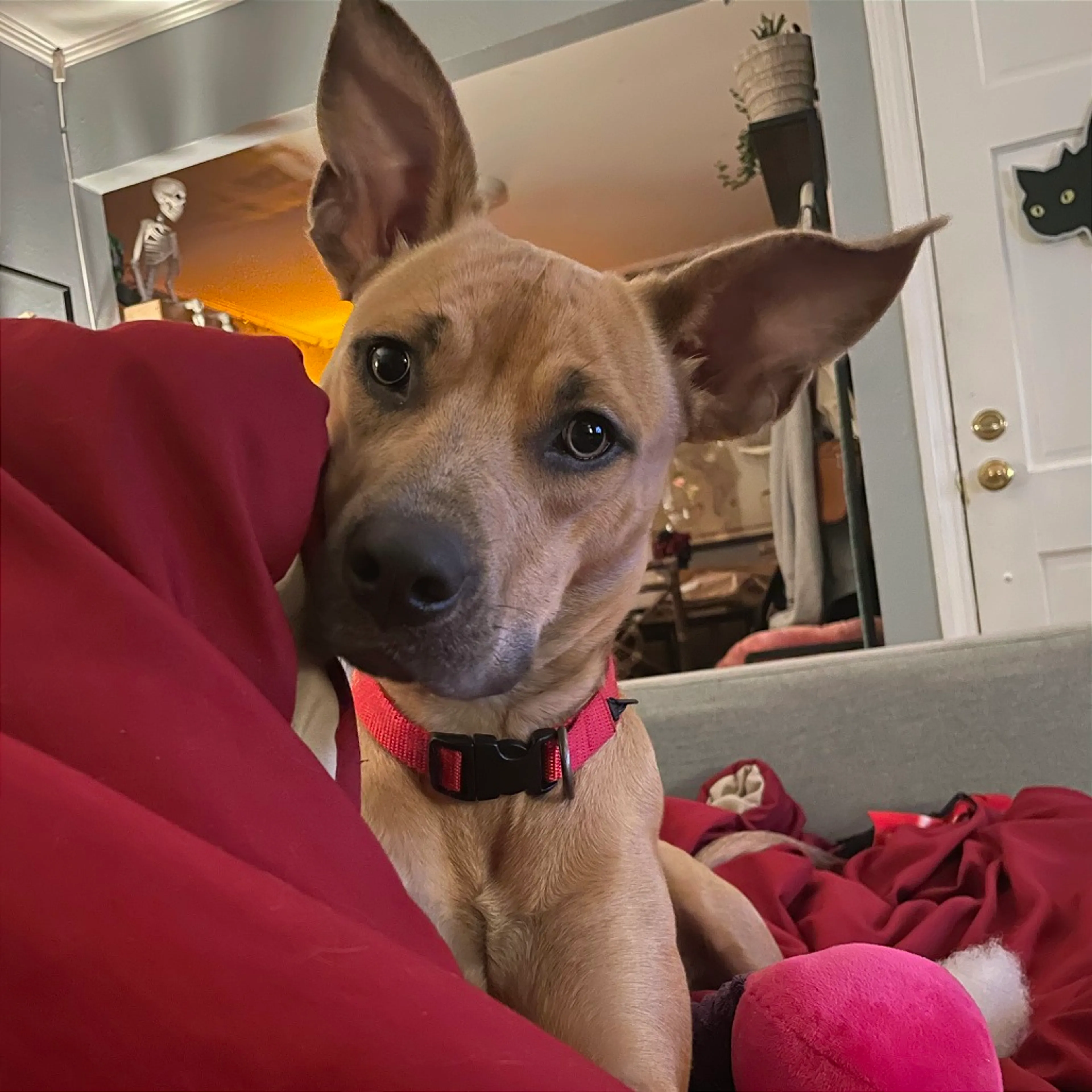 Found pet-9