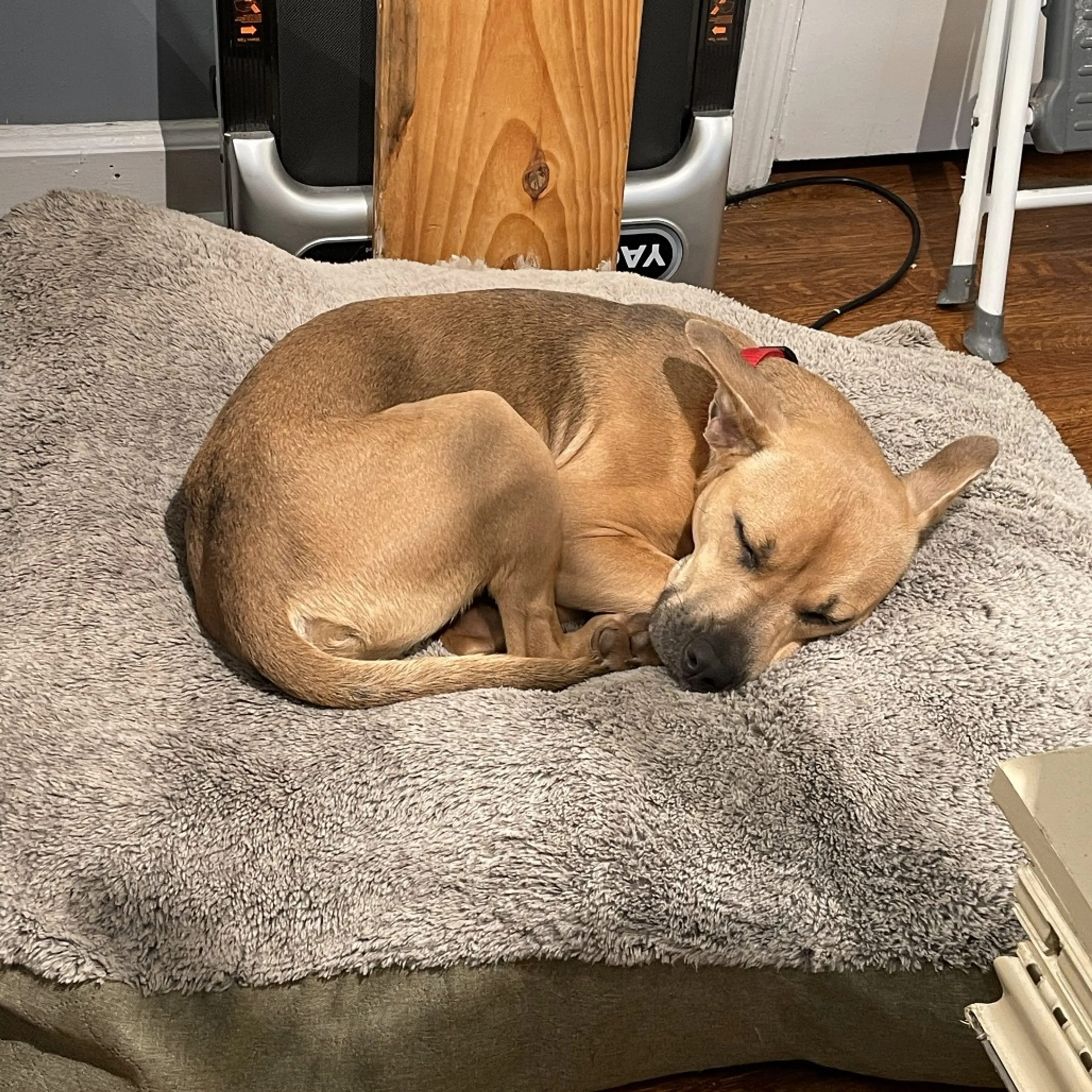 Found pet-6