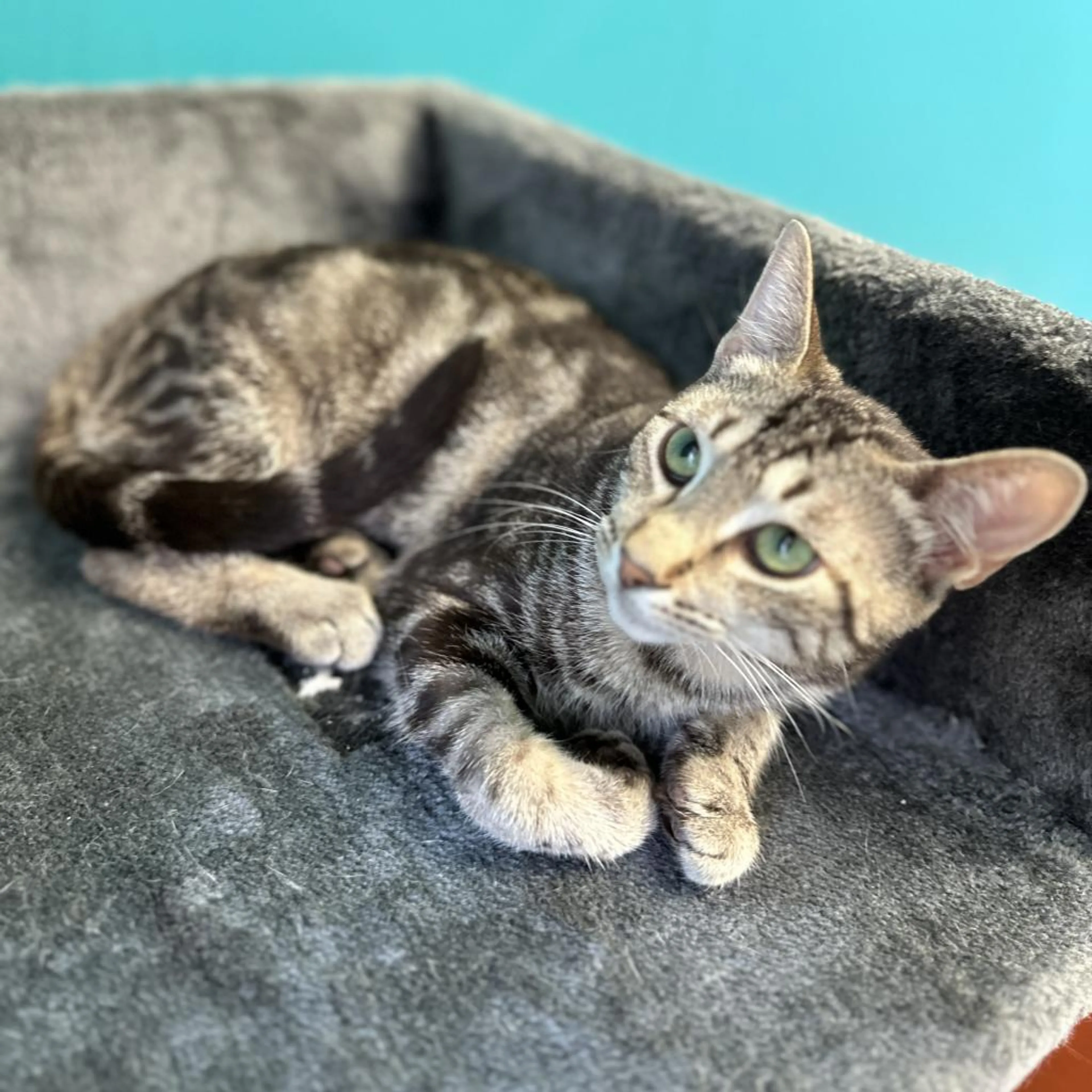 Found pet-6