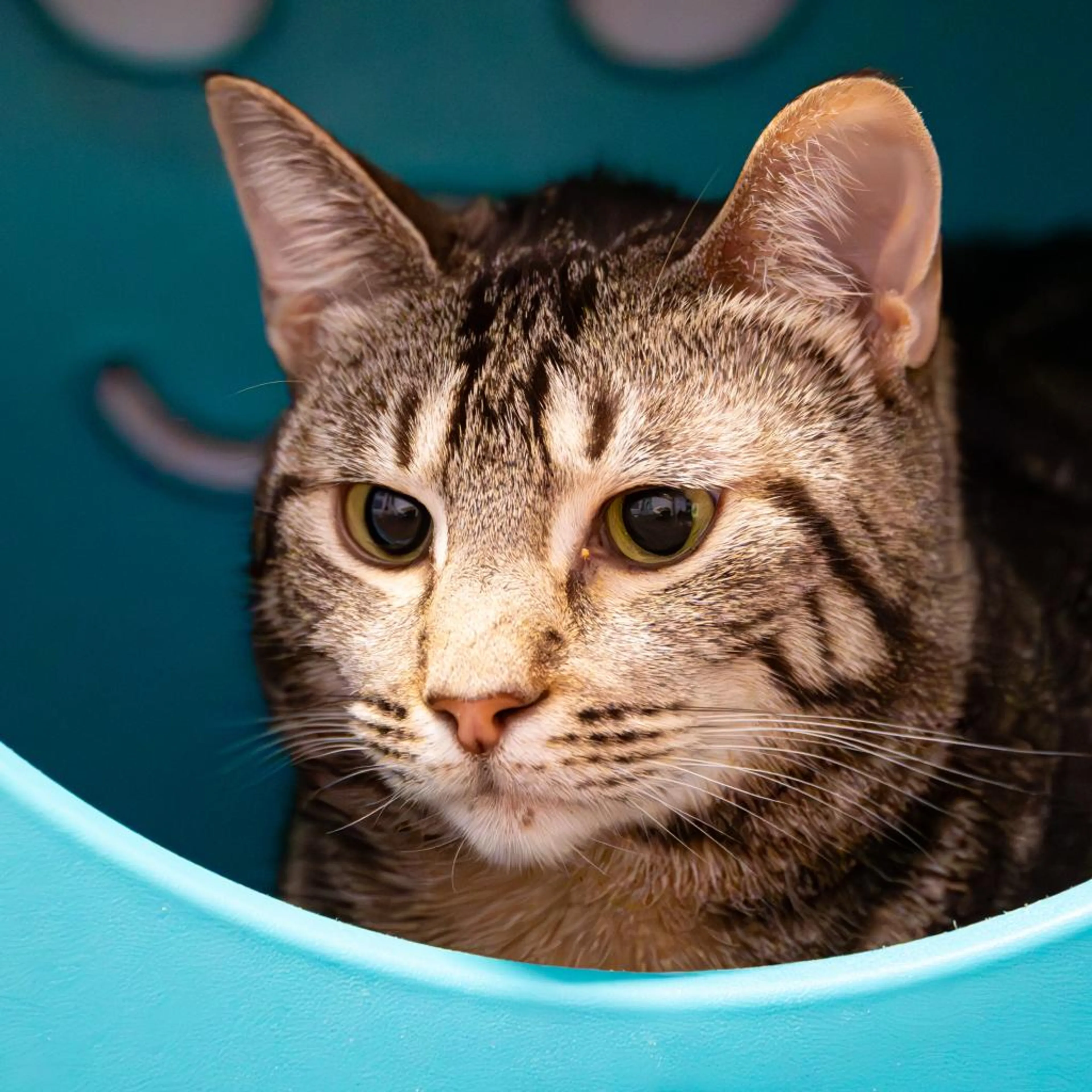 Found pet-4