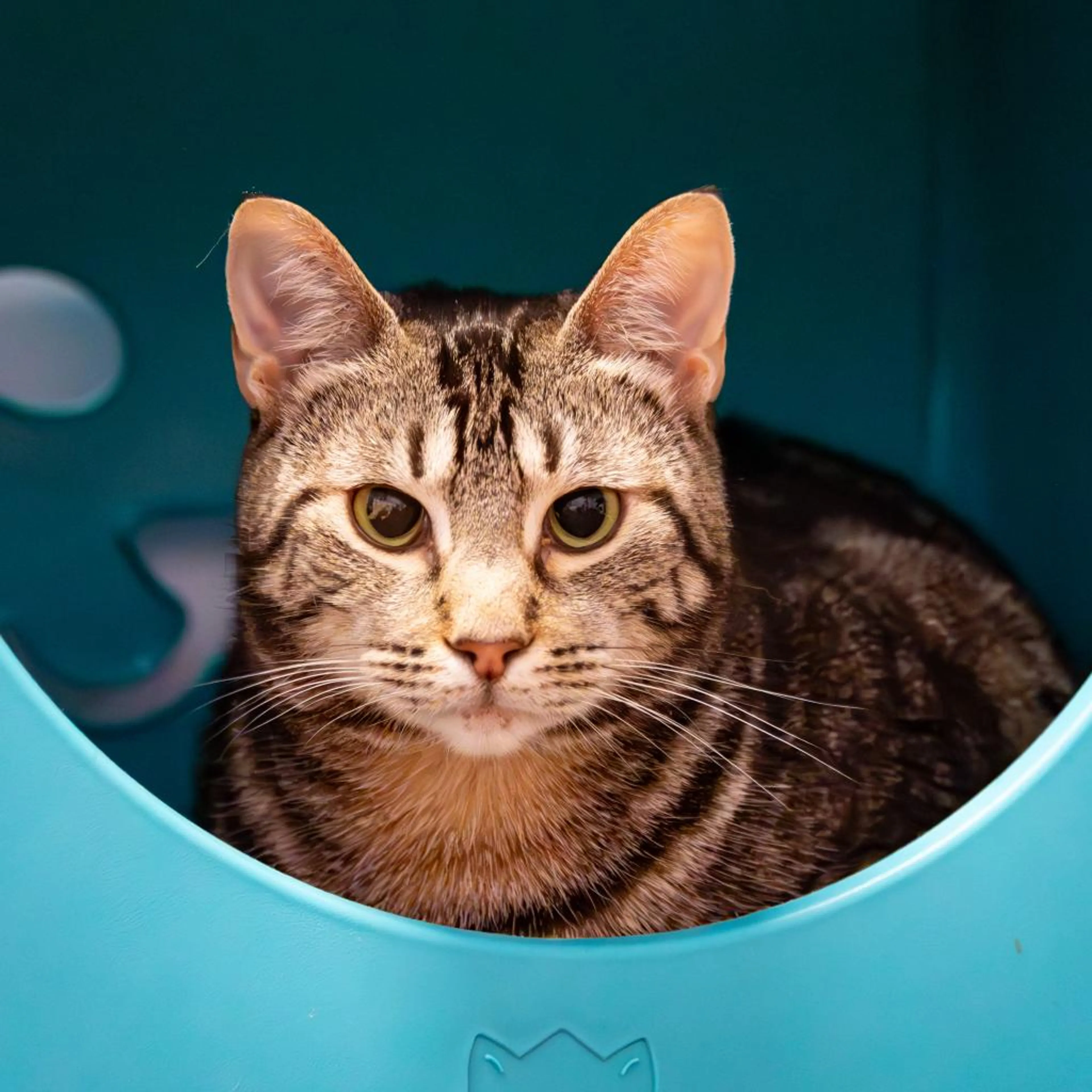 Found pet-3