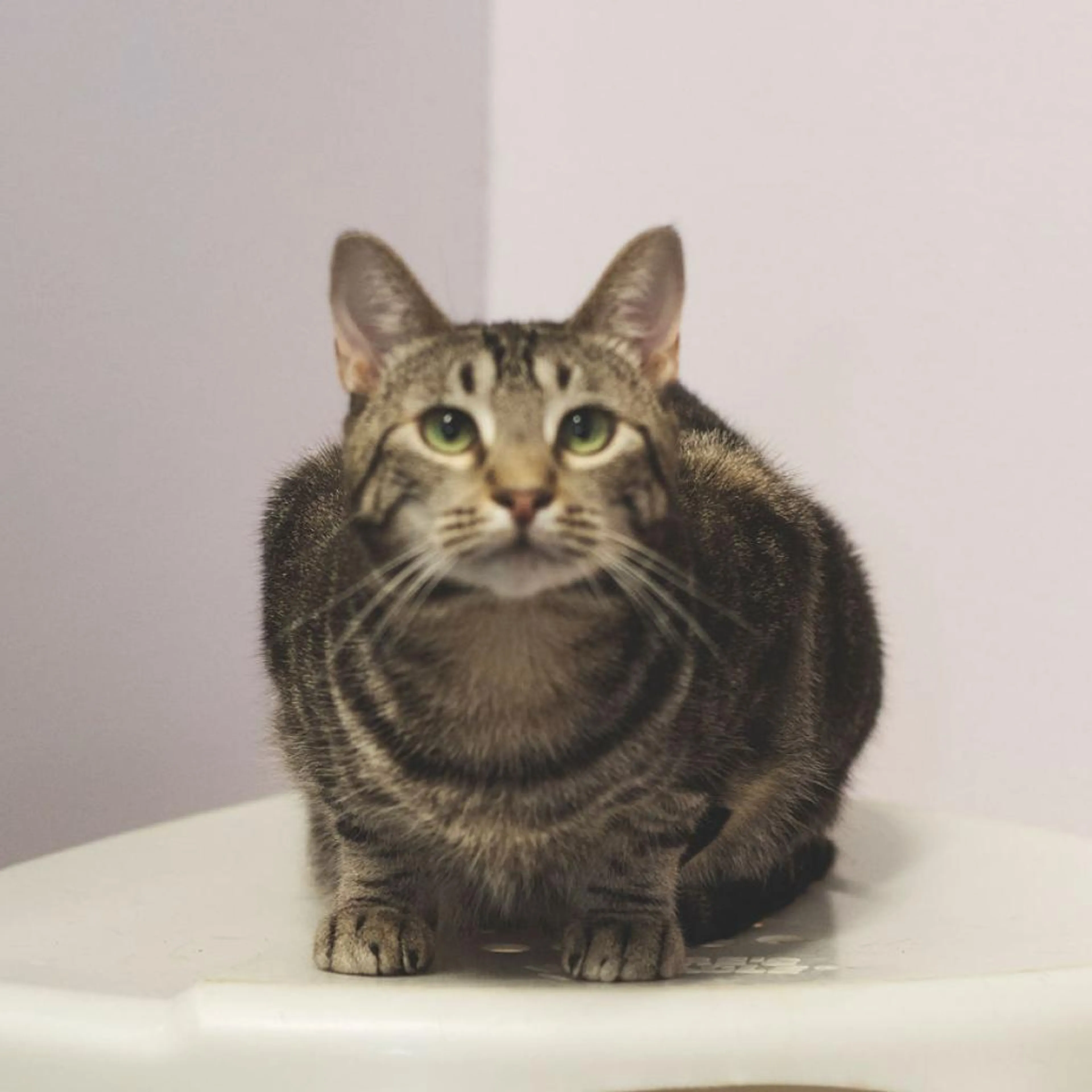 Found pet-1