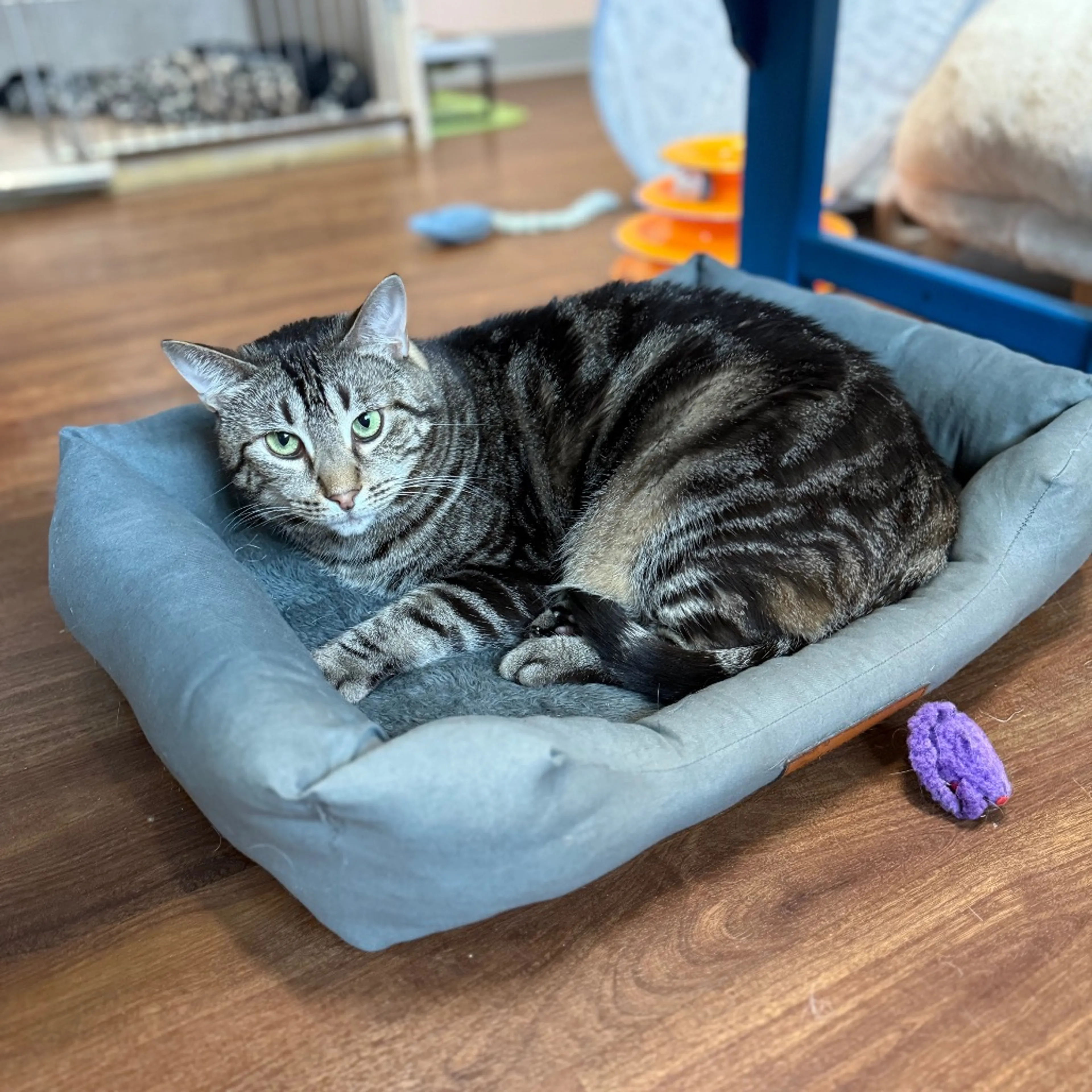 Found pet-0