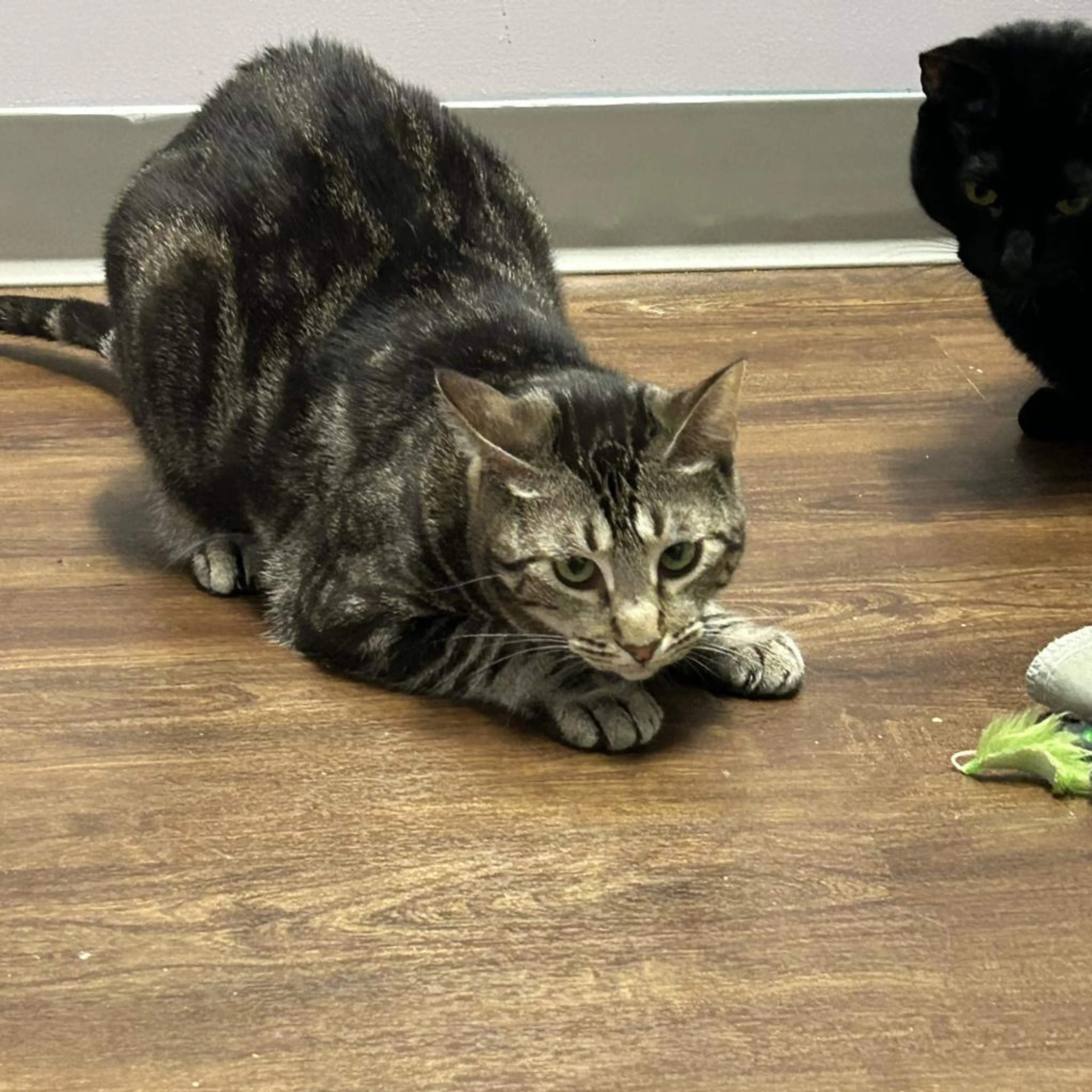 Found pet-2
