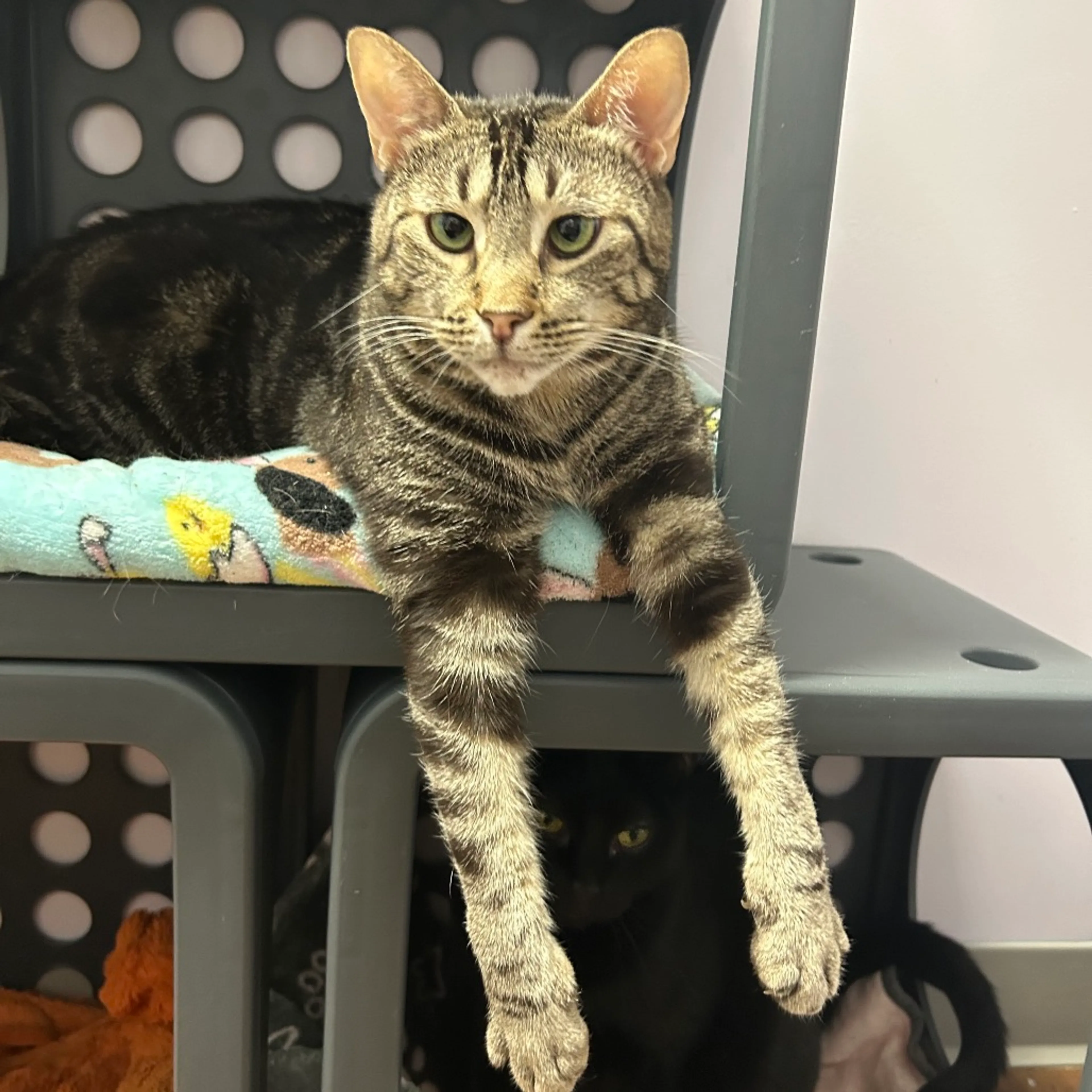 Found pet-10