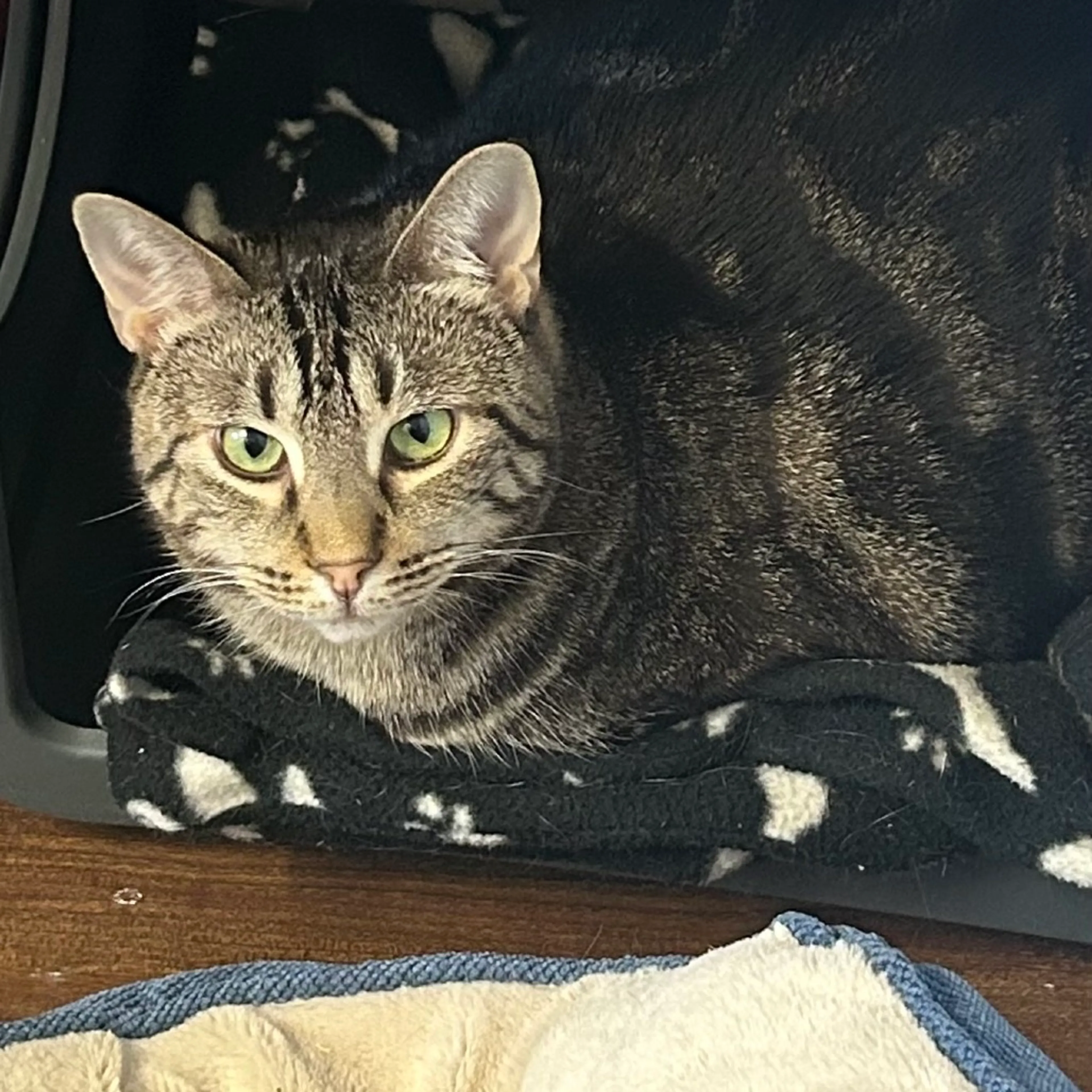 Found pet-11