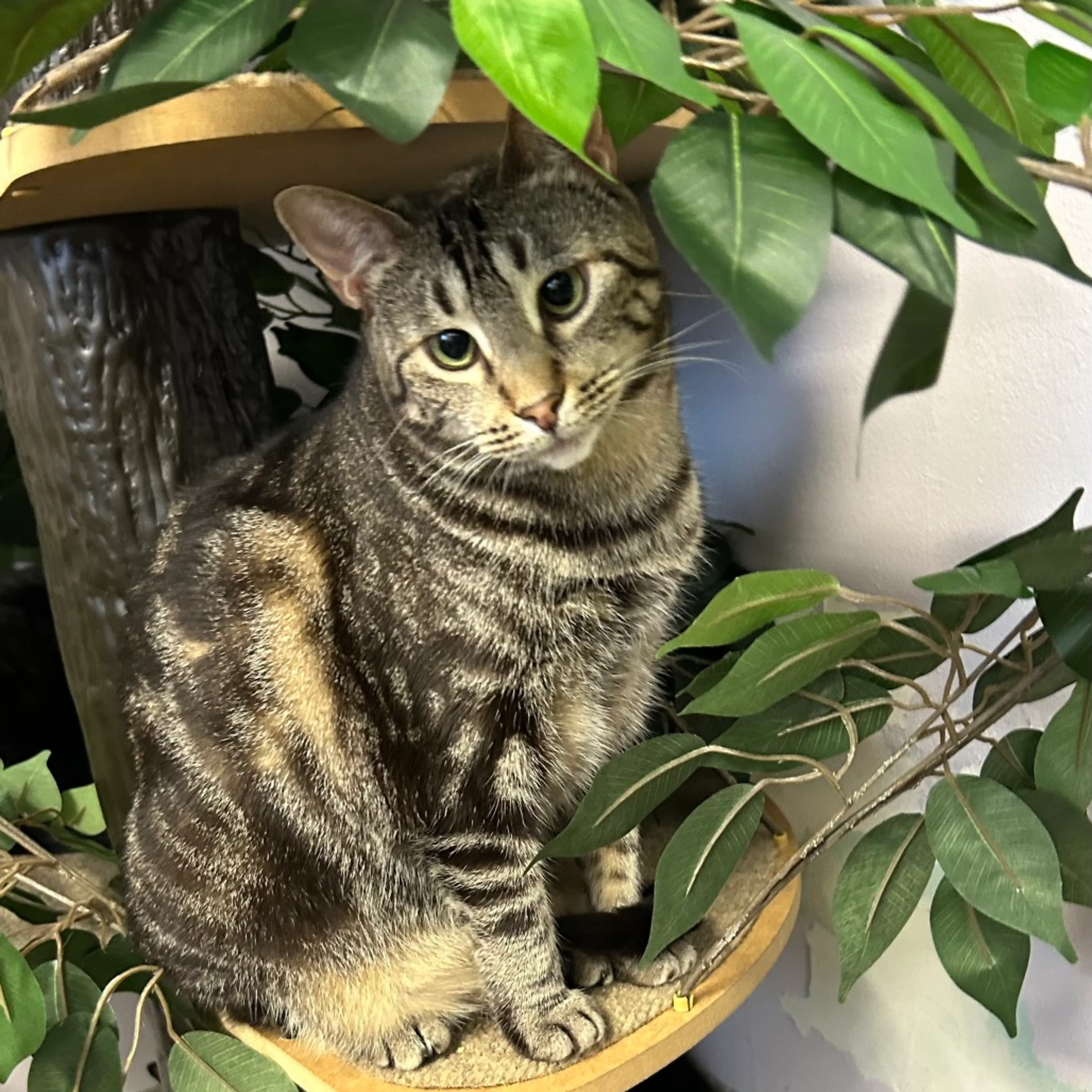 Found pet-9