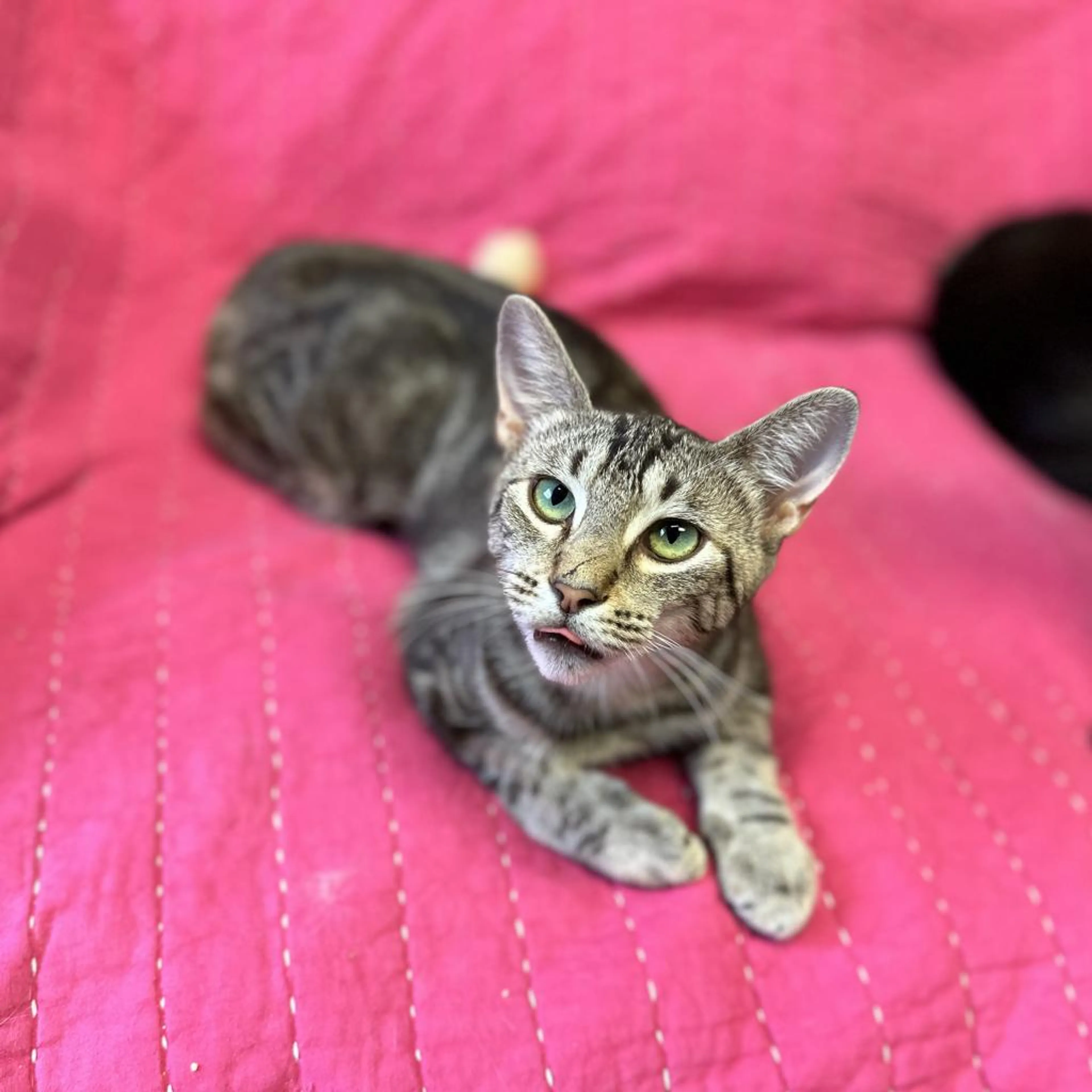 Found pet-5