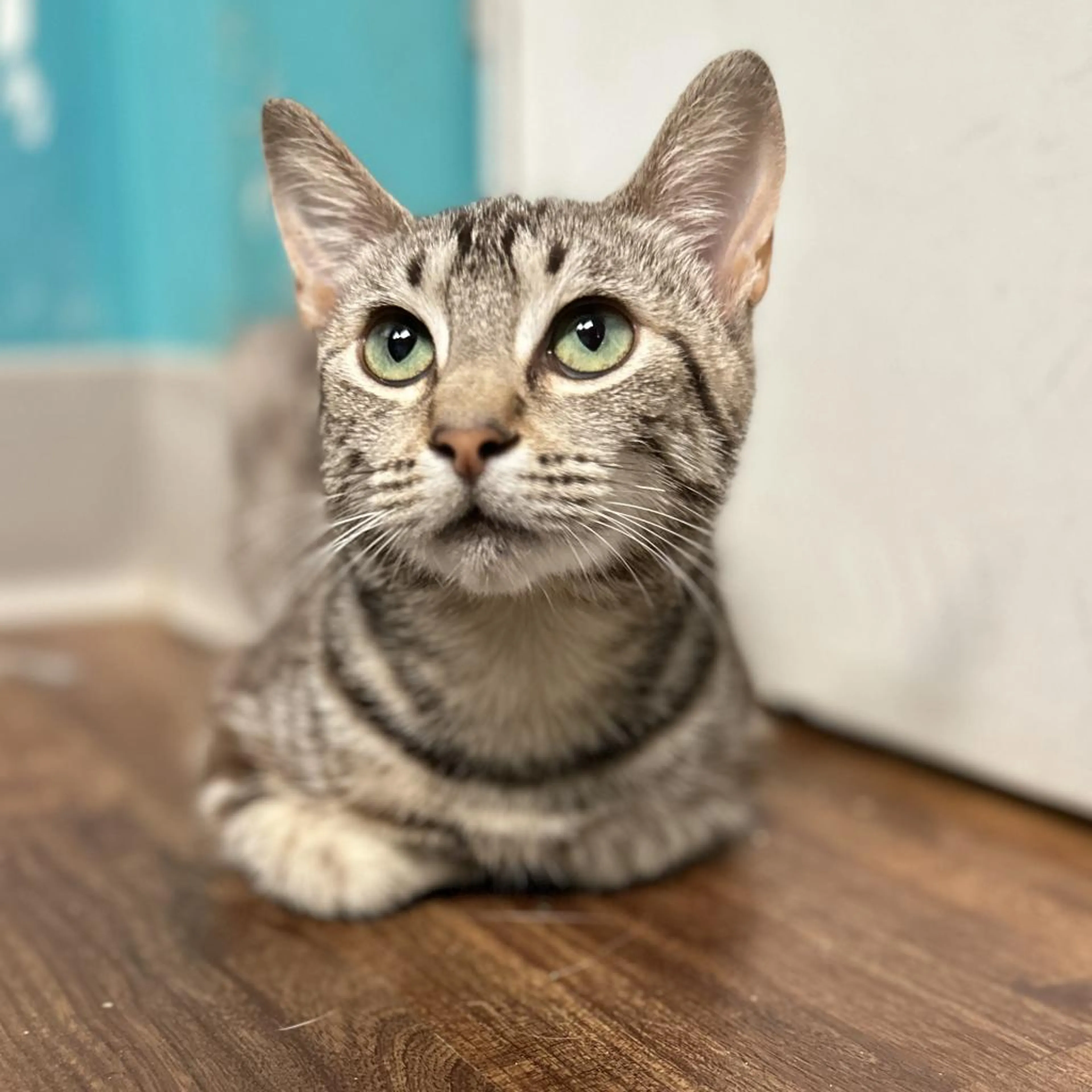 Found pet-7