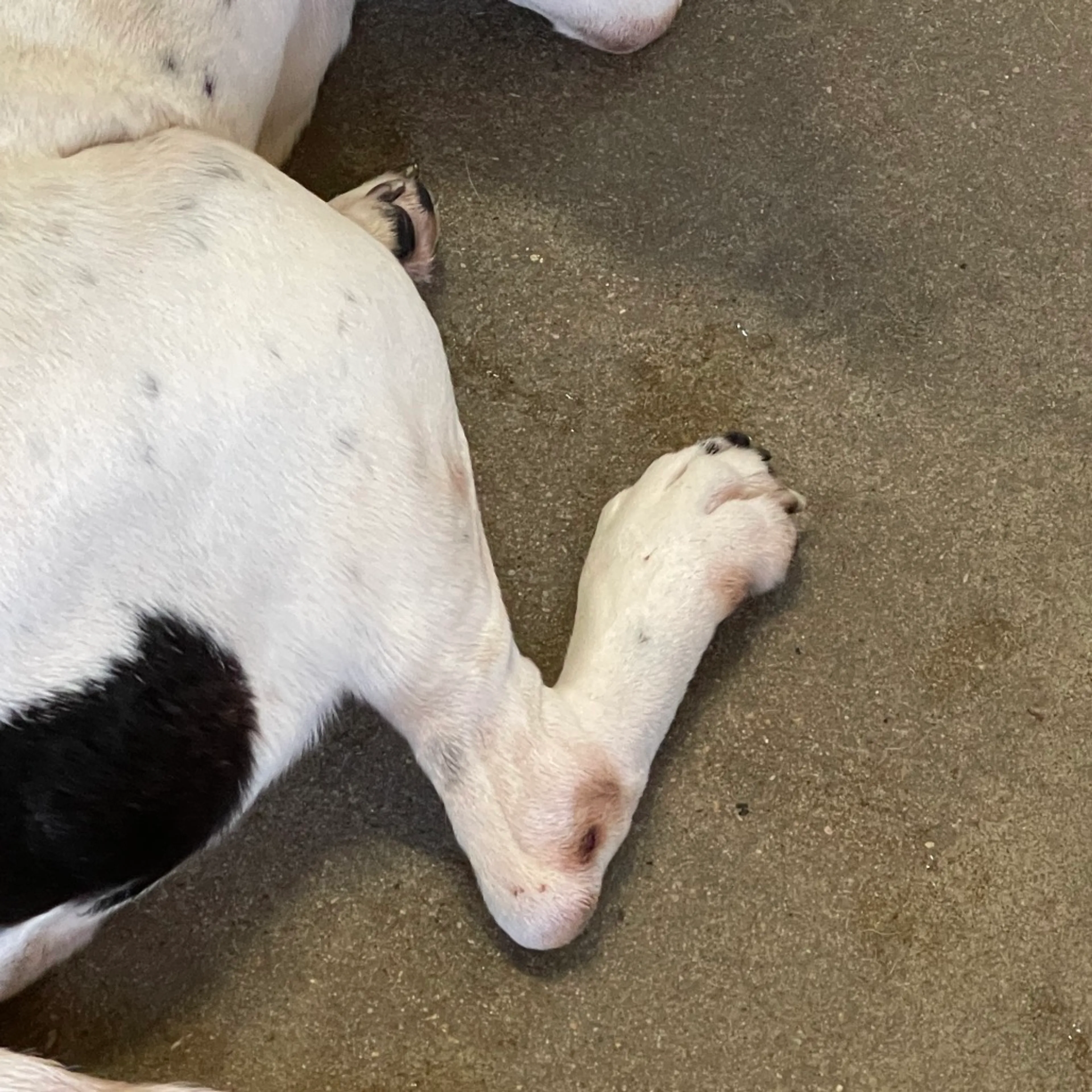 Found pet-1