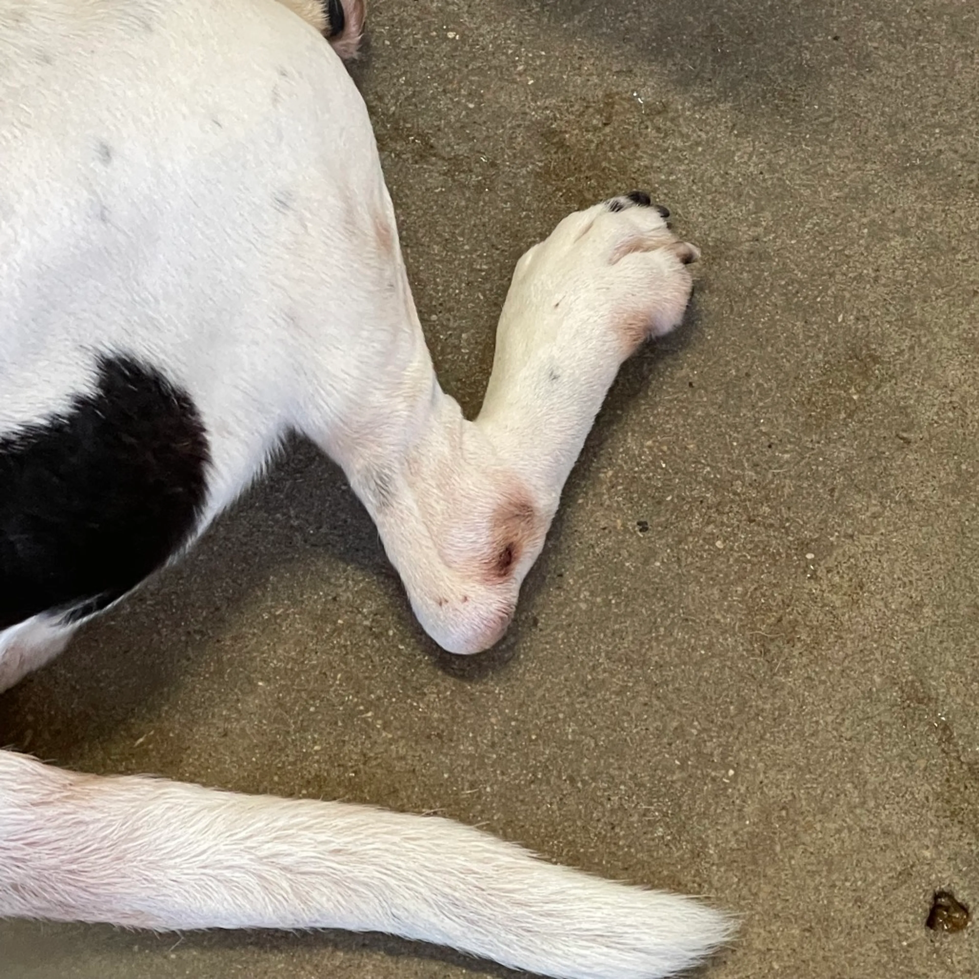 Found pet-2