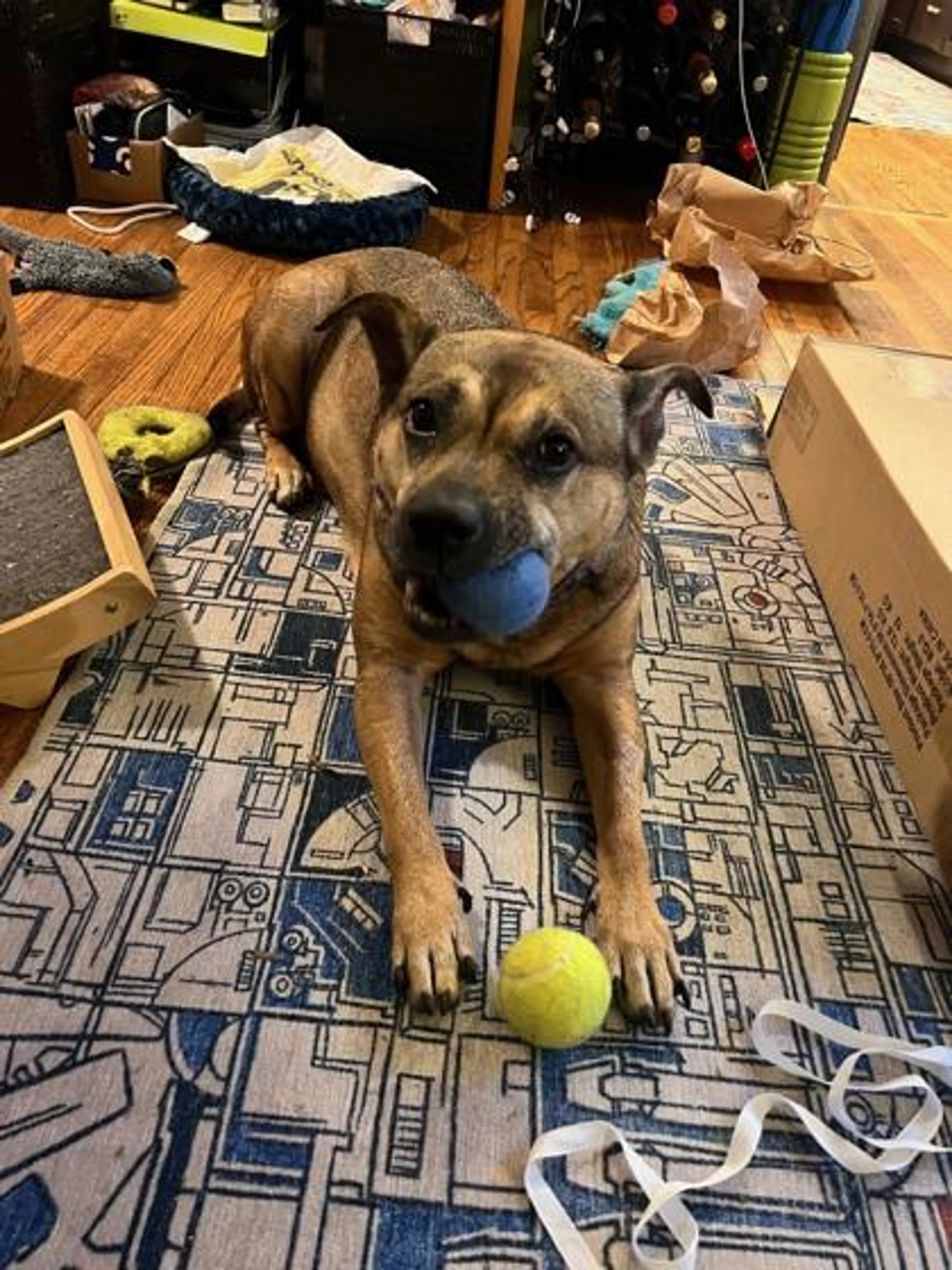 Found pet-0