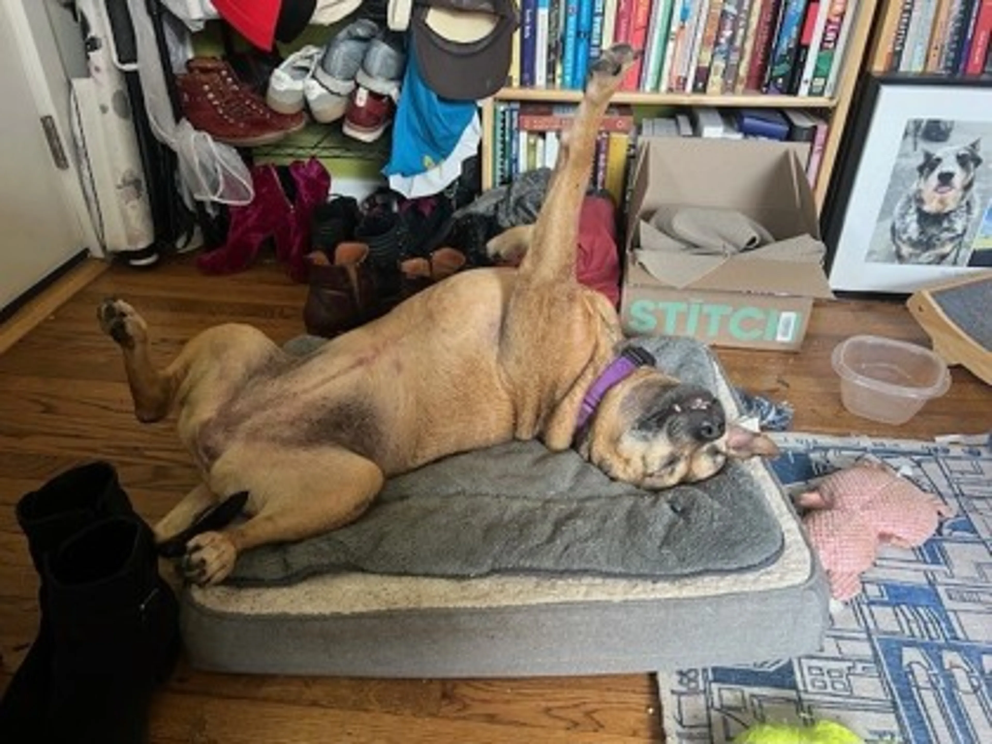 Found pet-2
