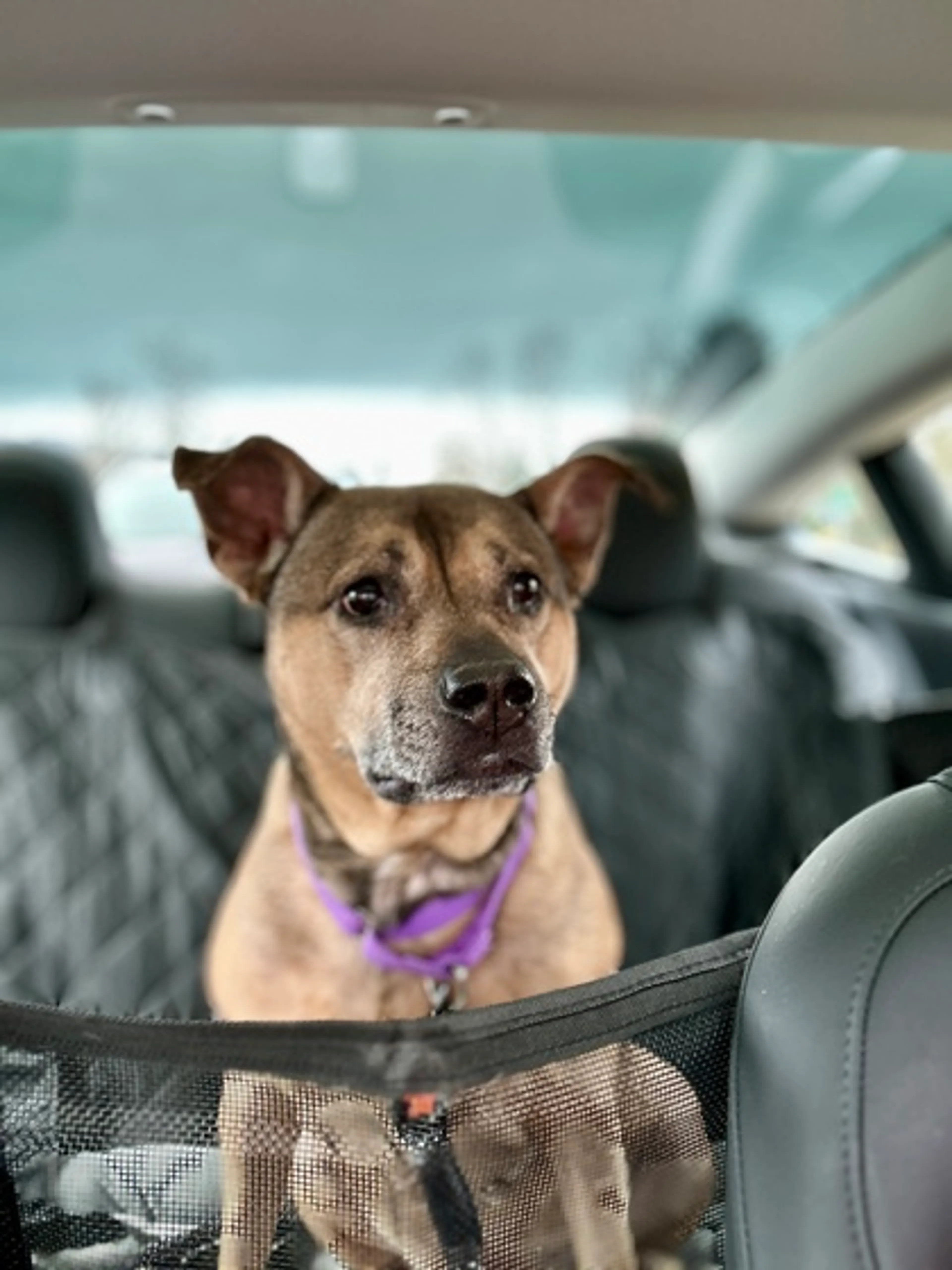 Found pet-1