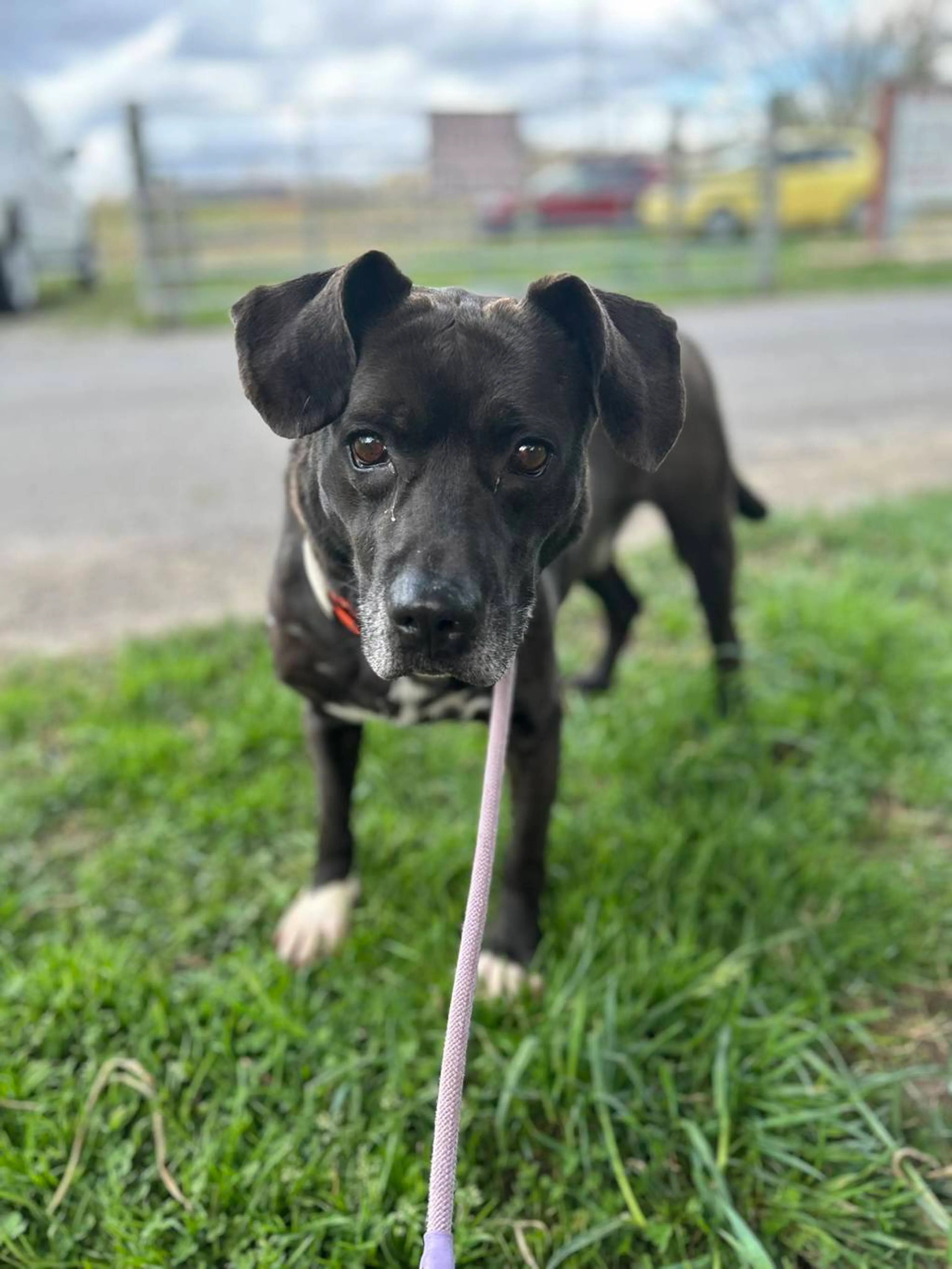 Found pet-3