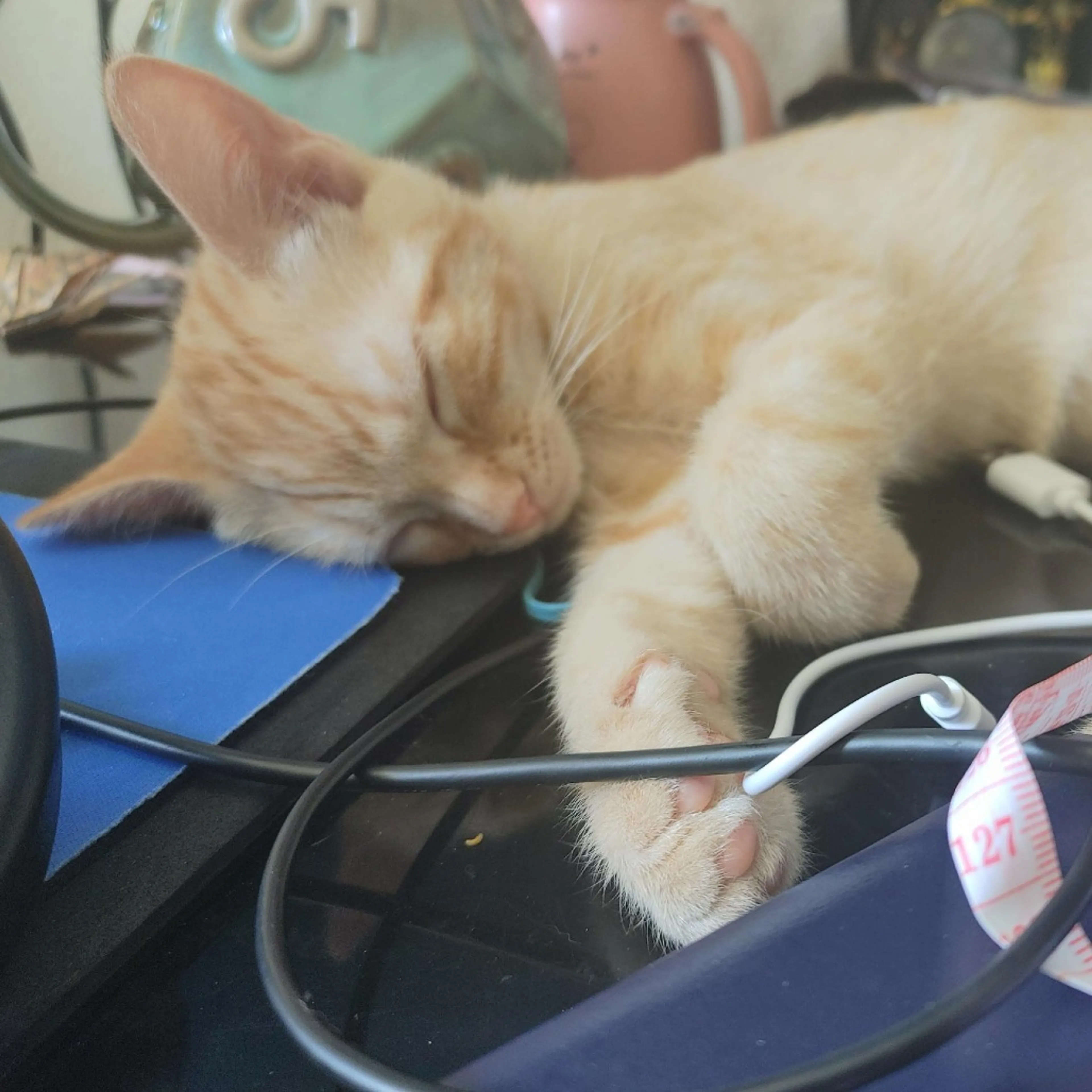 Found pet-8