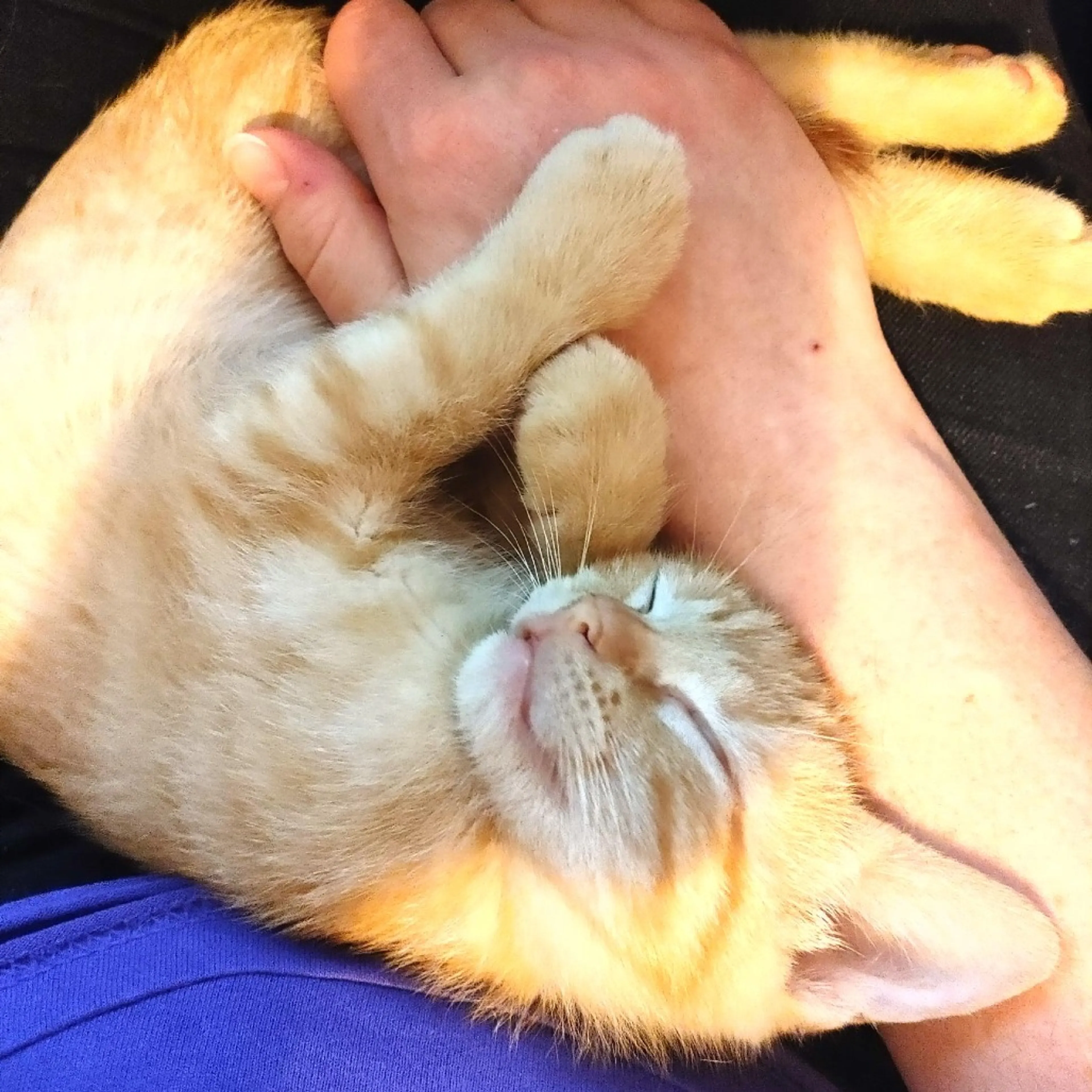 Found pet-7