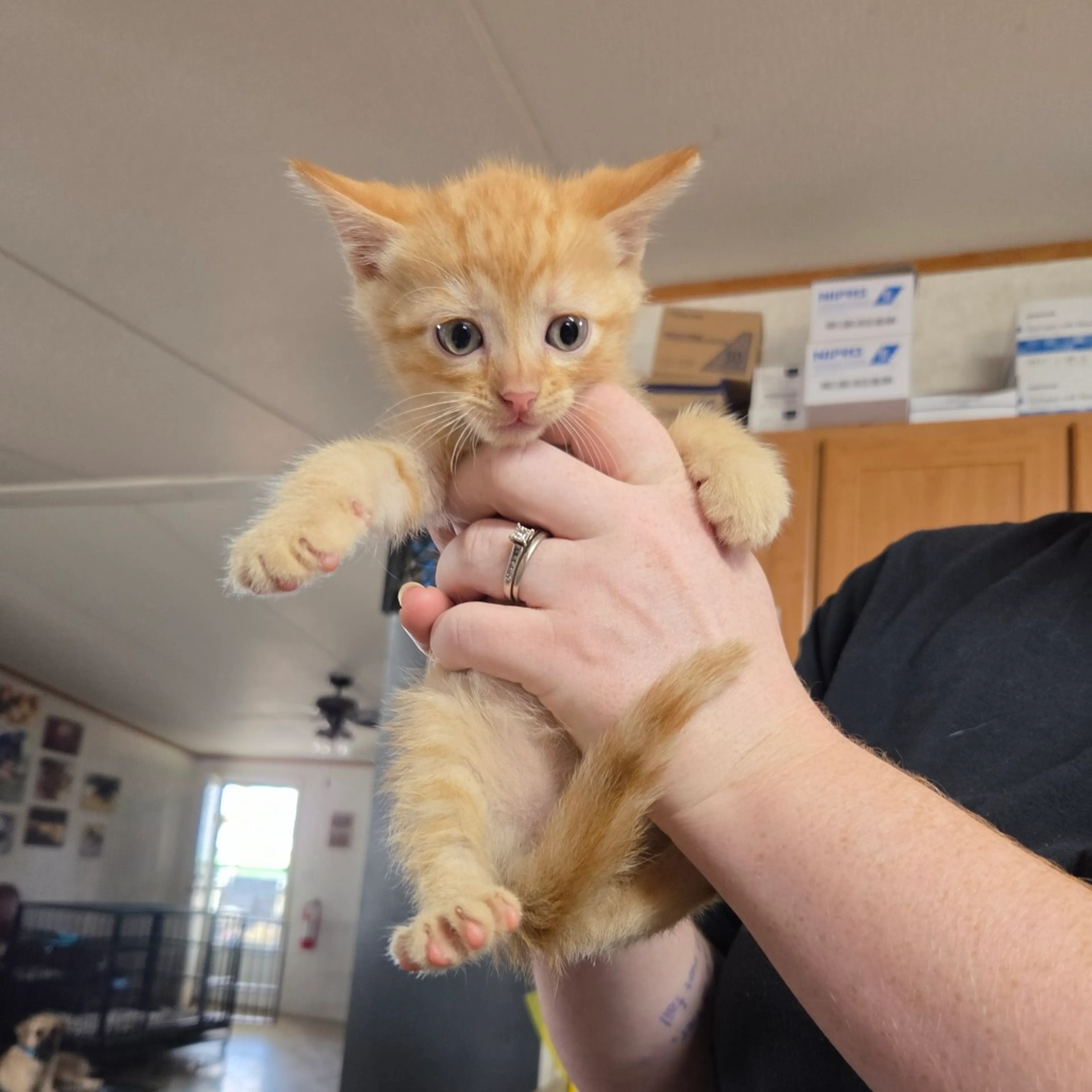 Found pet-1