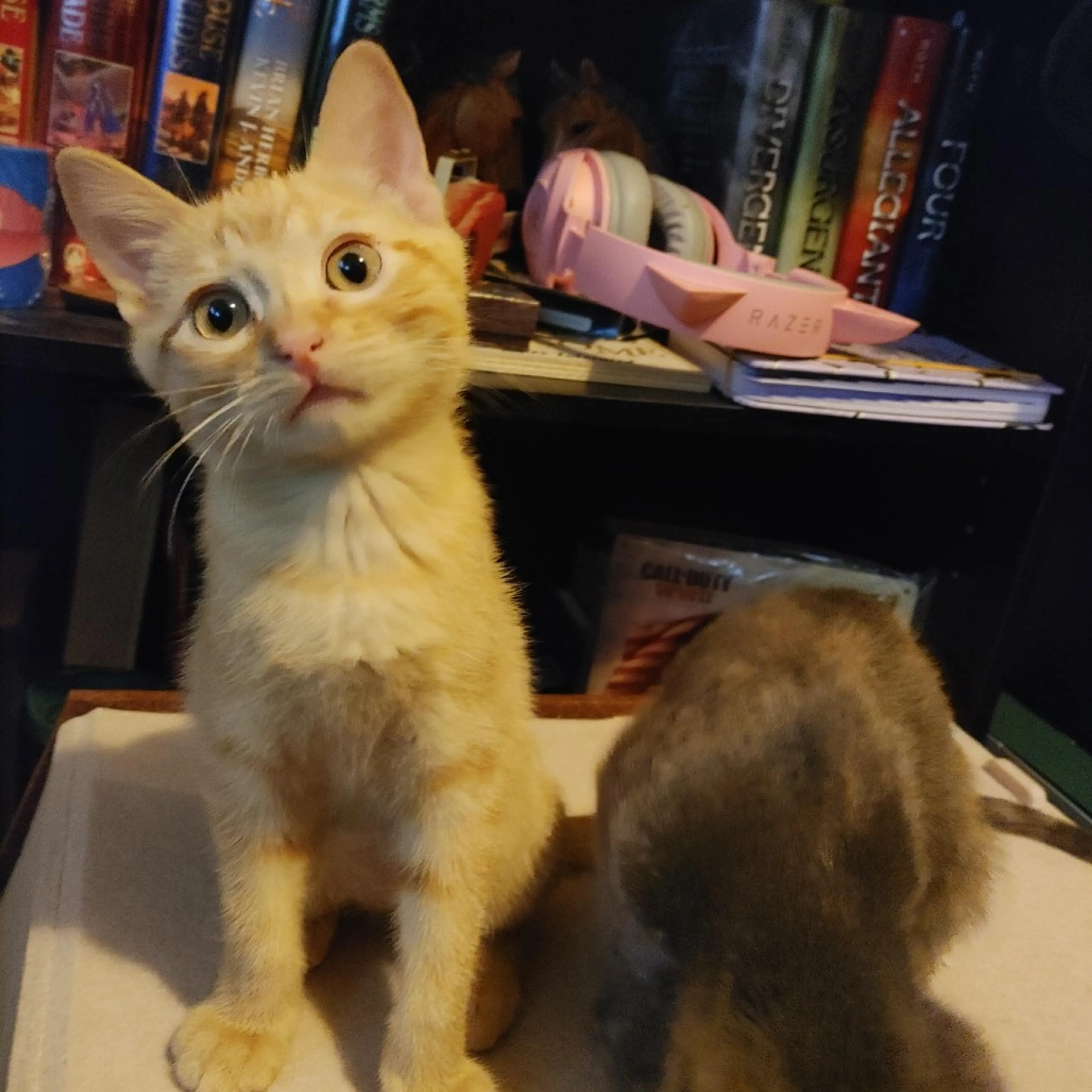 Found pet-4