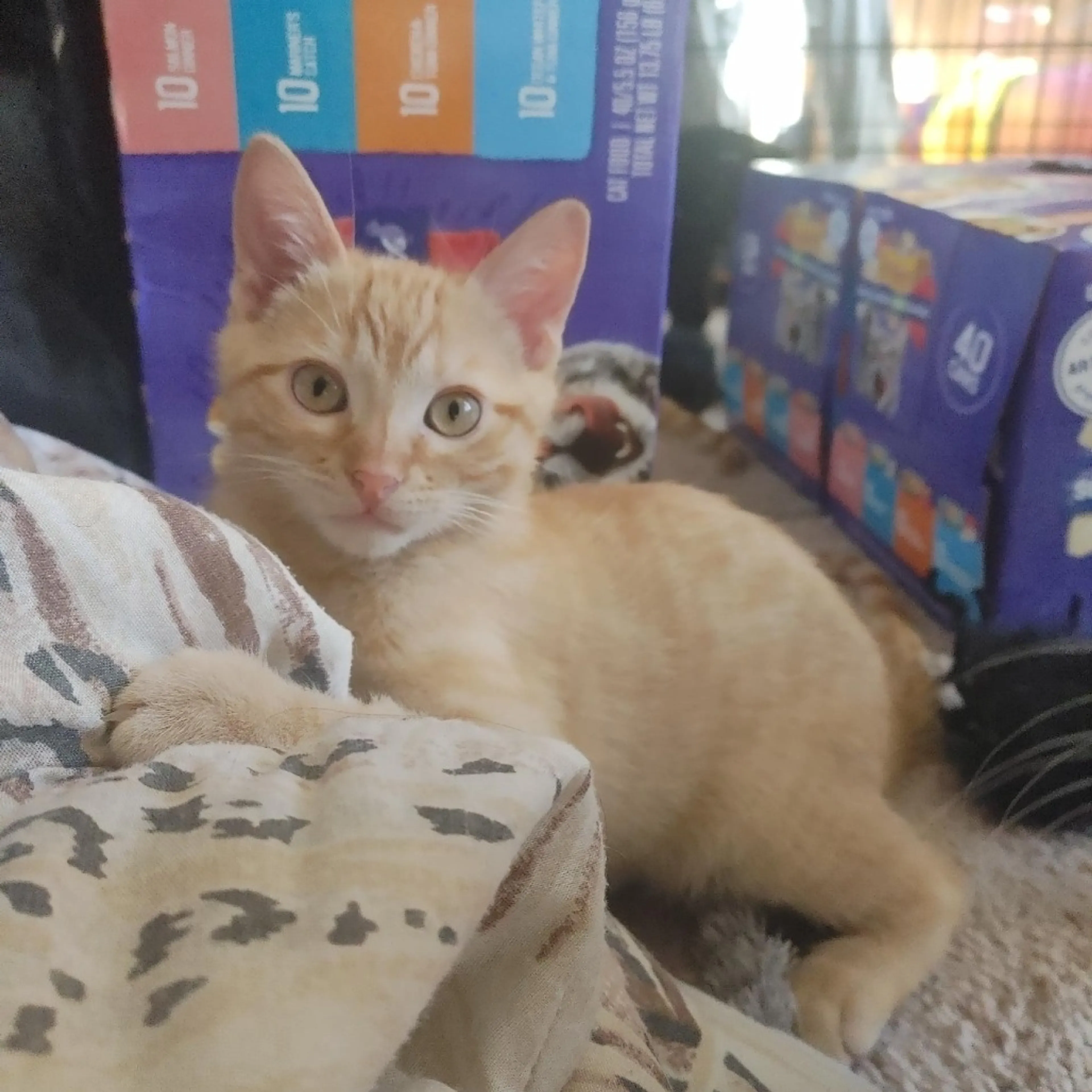 Found pet-6