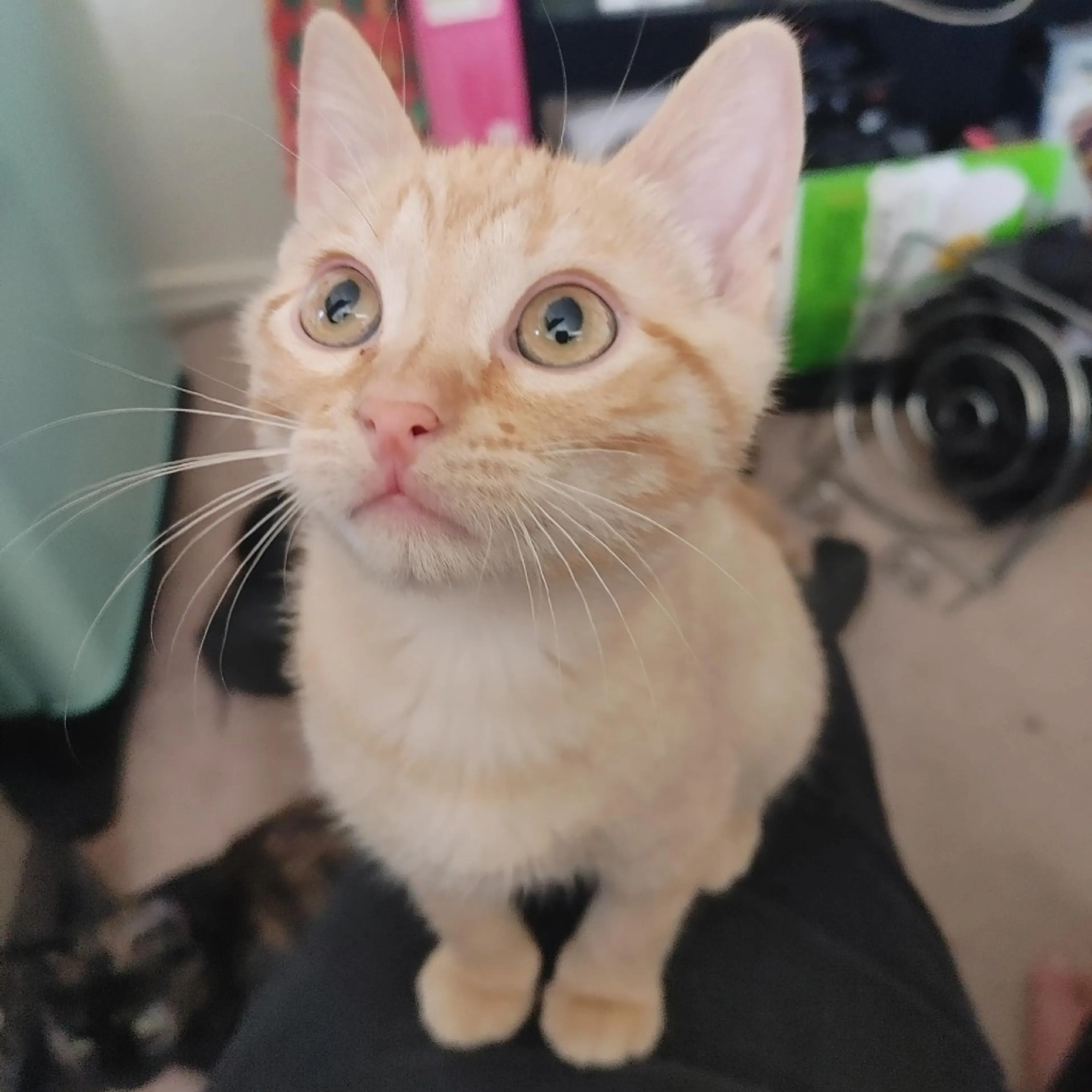 Found pet-0