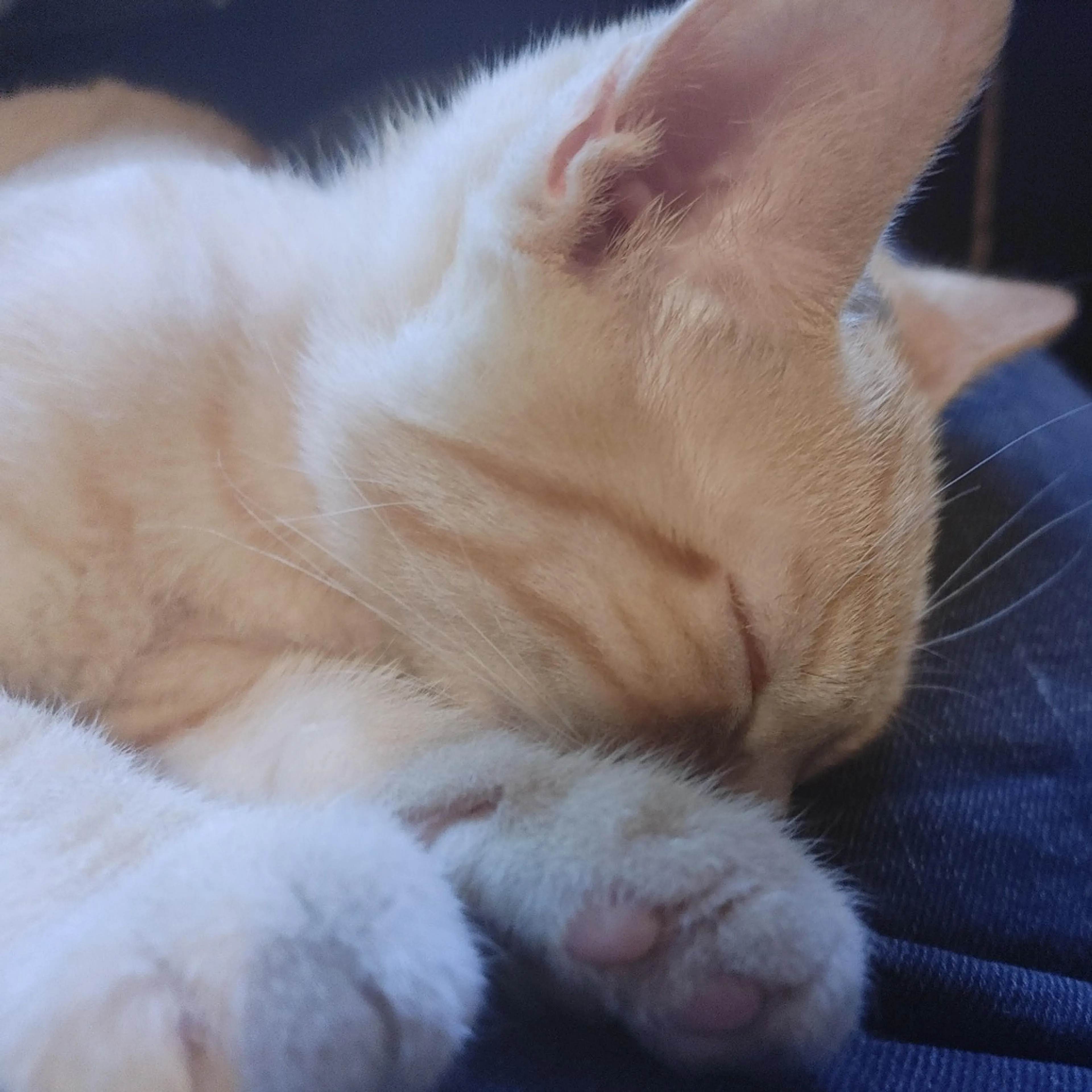 Found pet-2