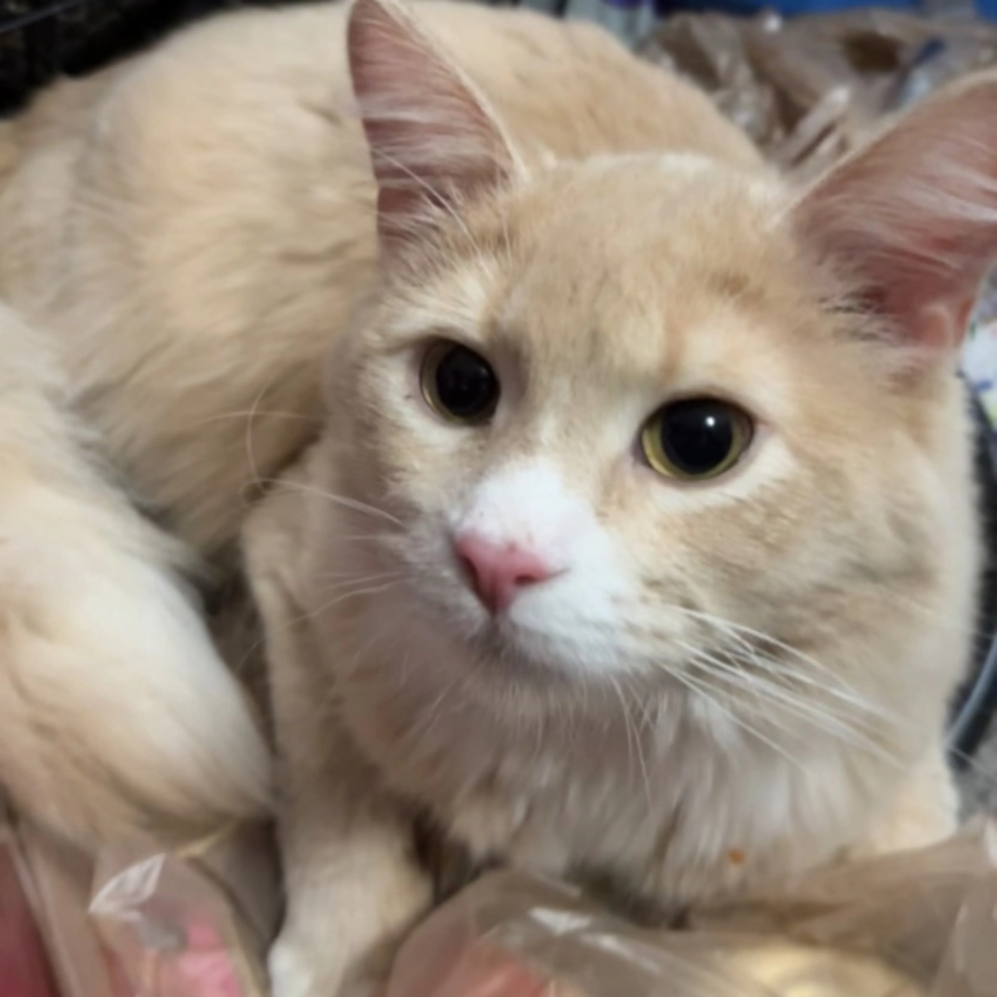 Lost pet