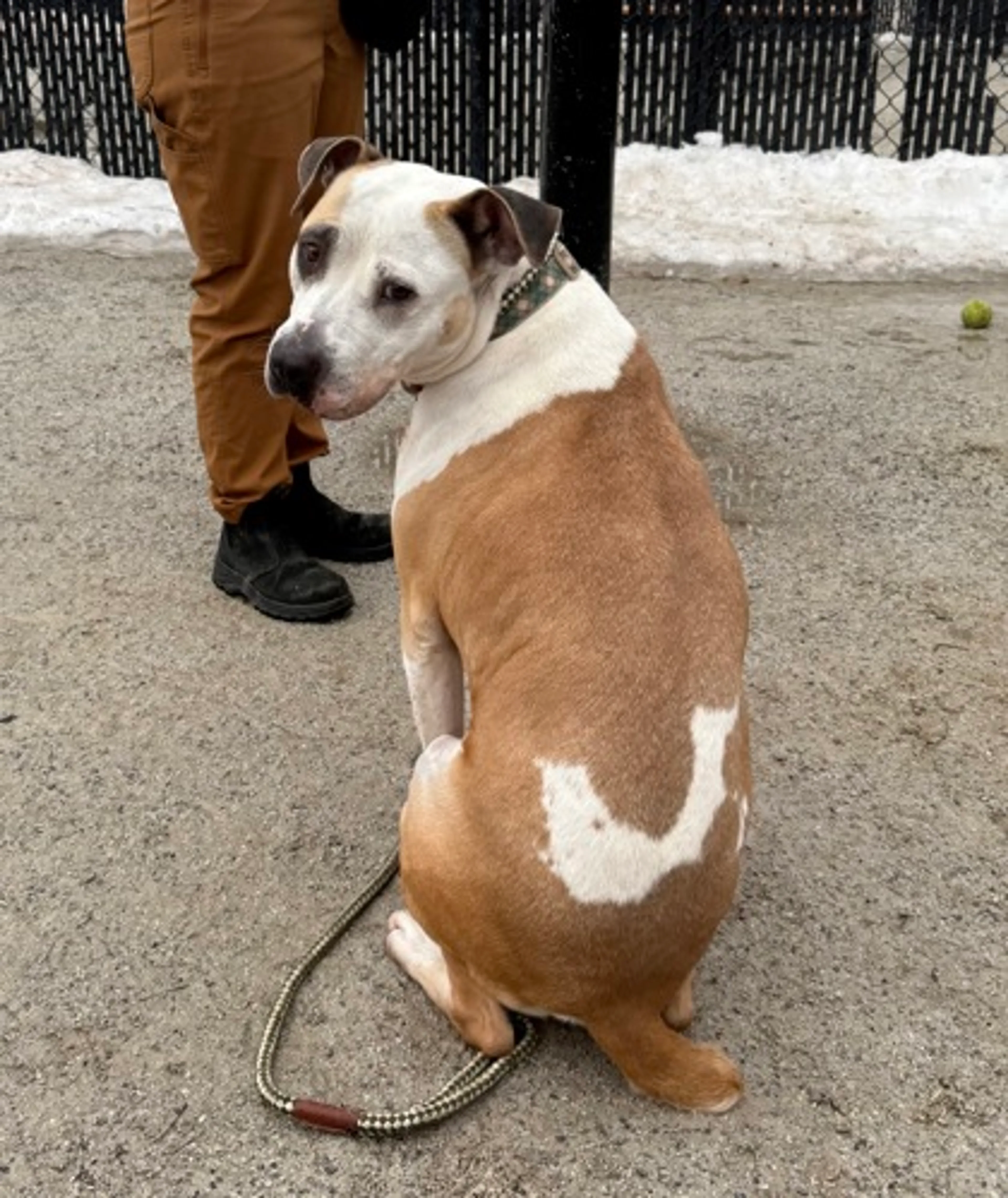 Found pet-2