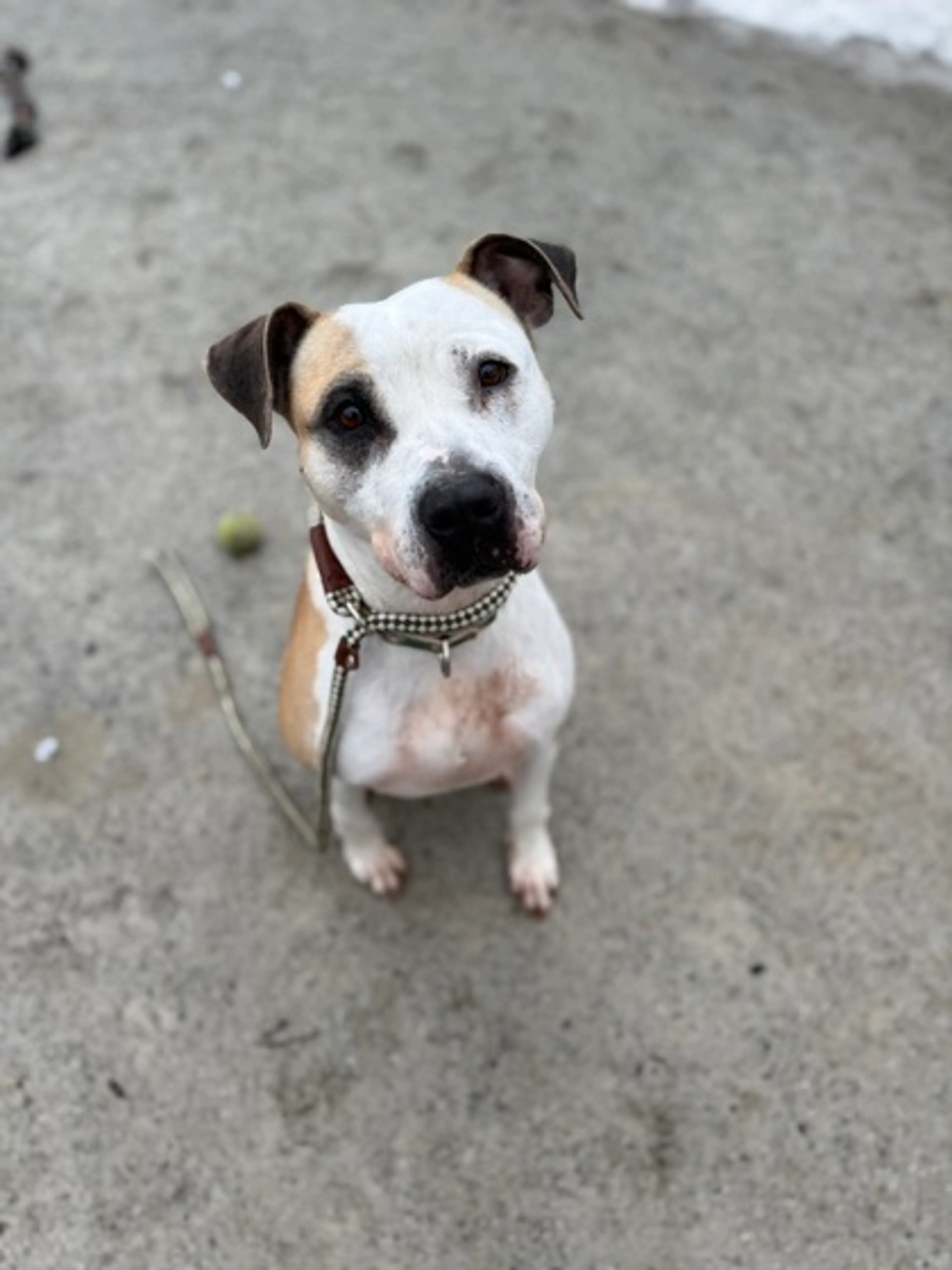 Found pet-1