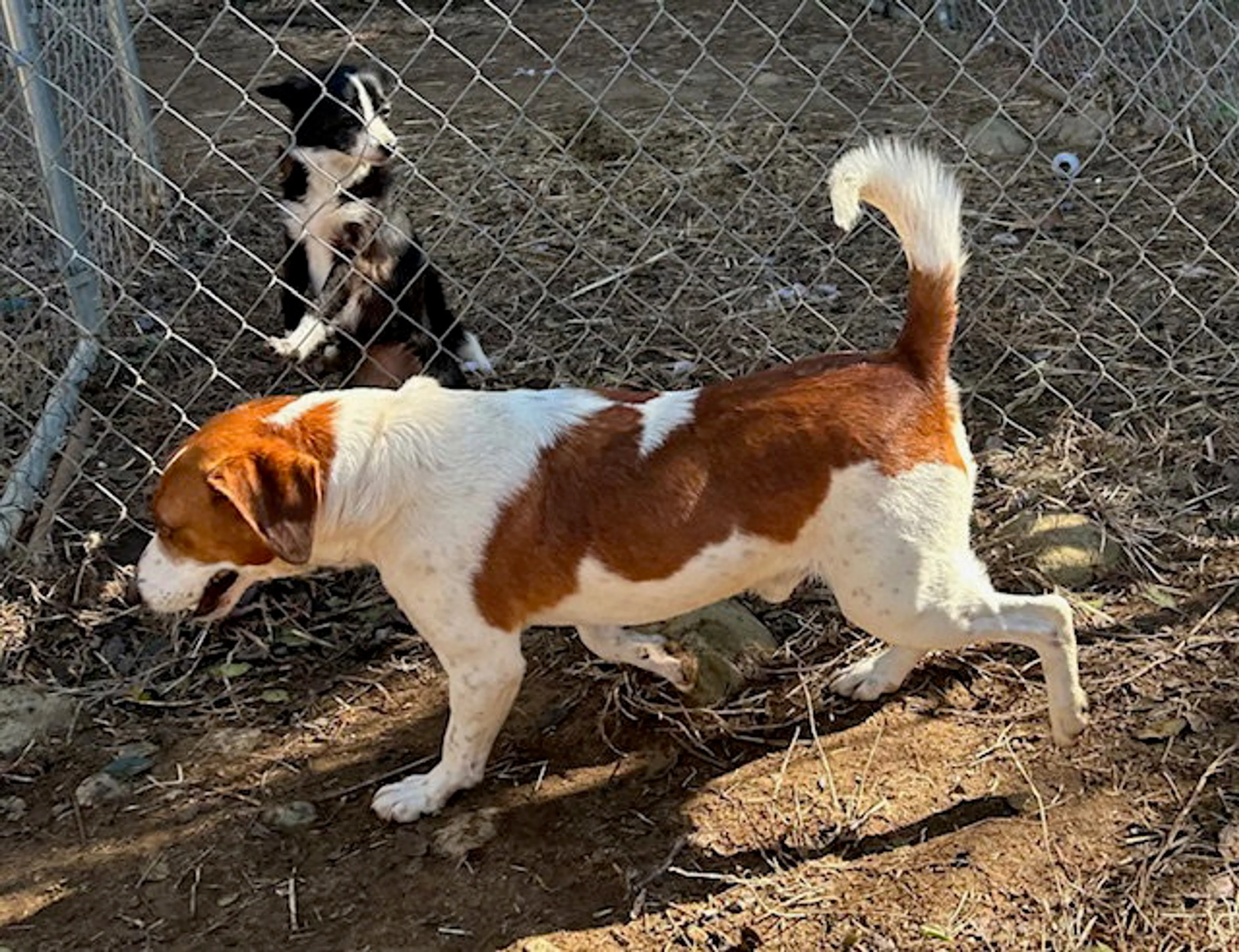 Found pet-1